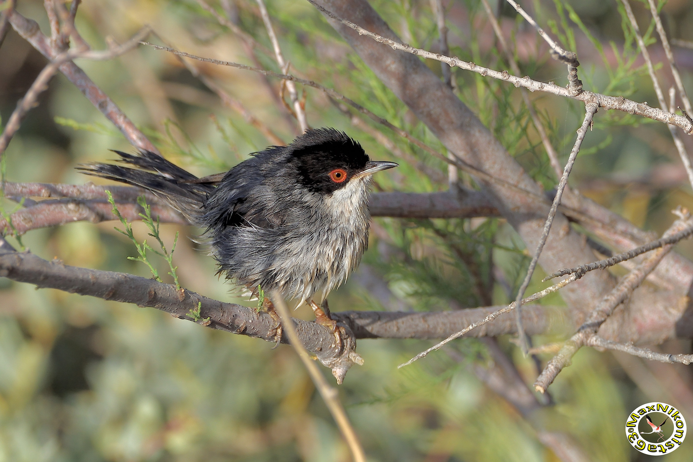 Occhiocotto (nuovo crop)