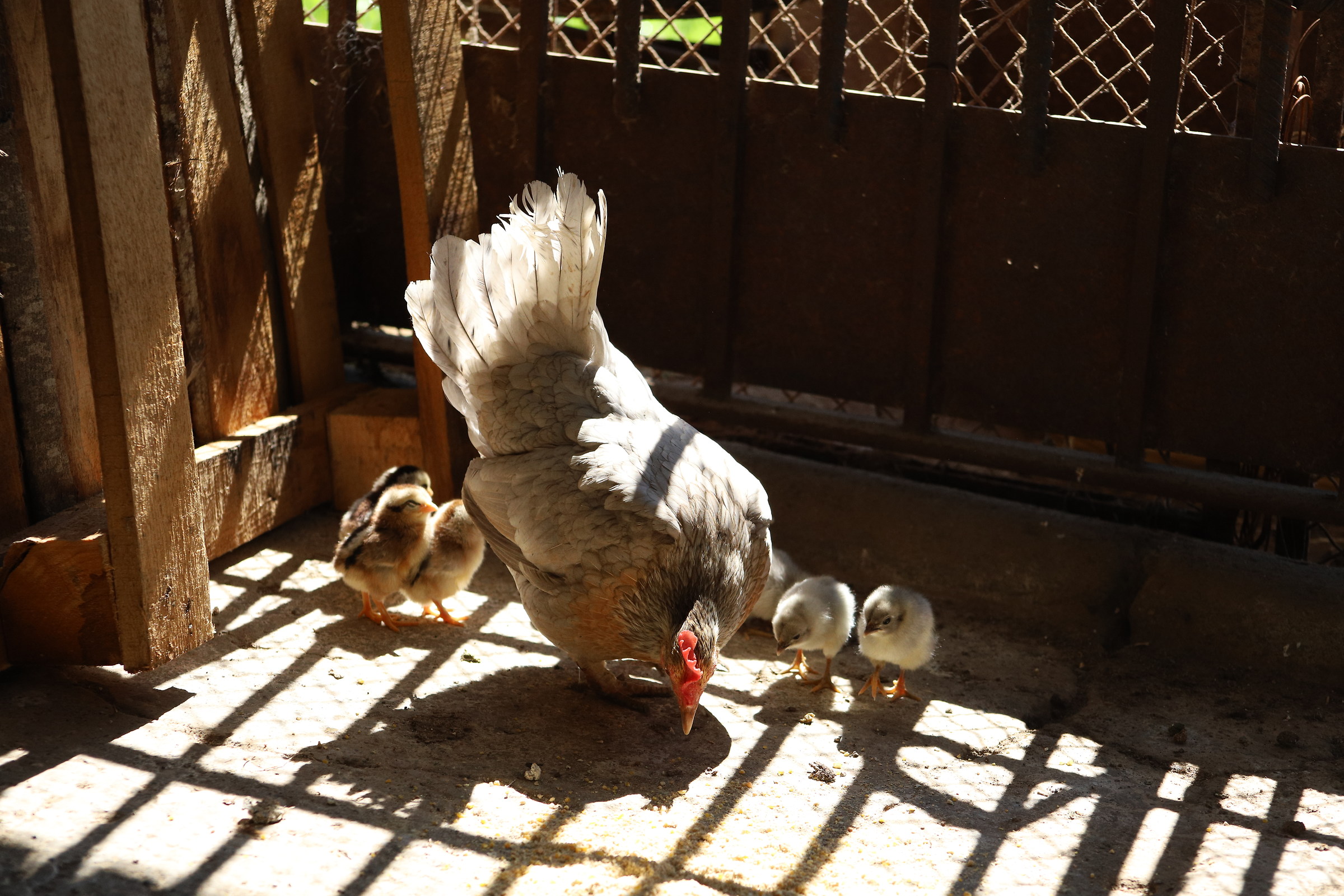 Mamma chioccia e figli