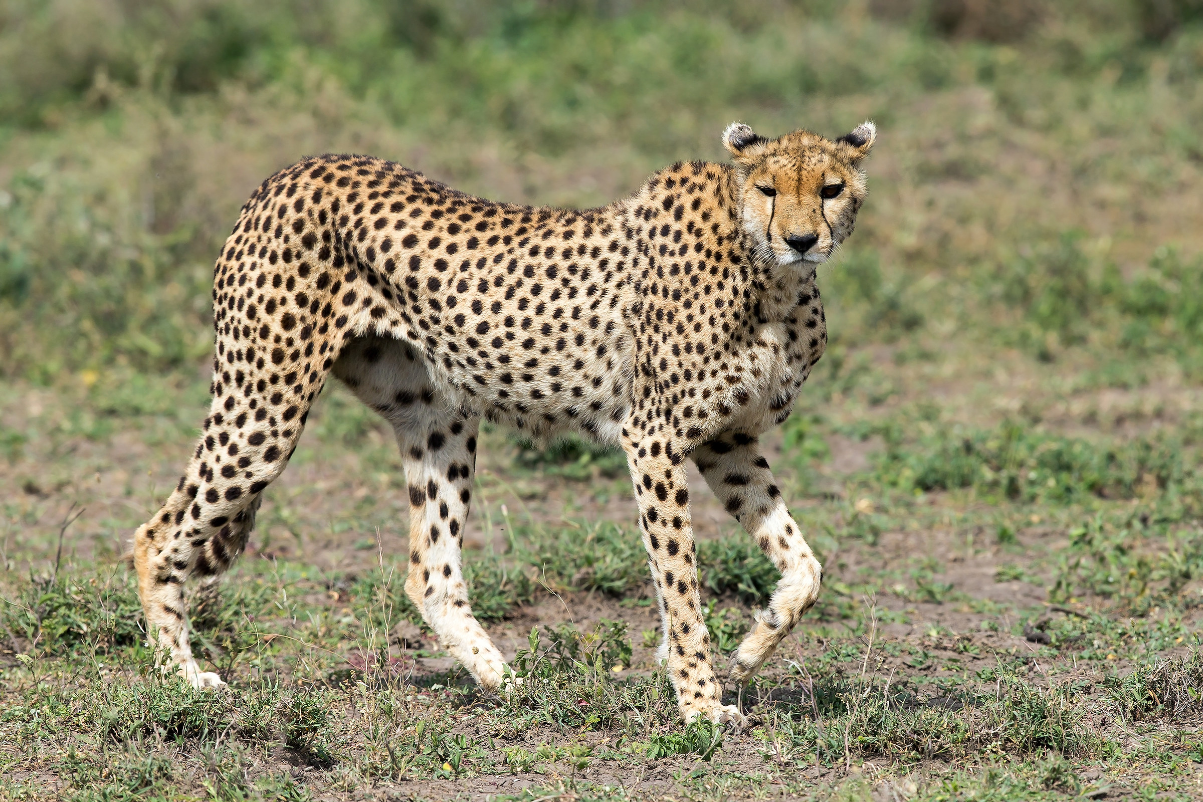 Ghepardo (Acinonyx jubatus)
