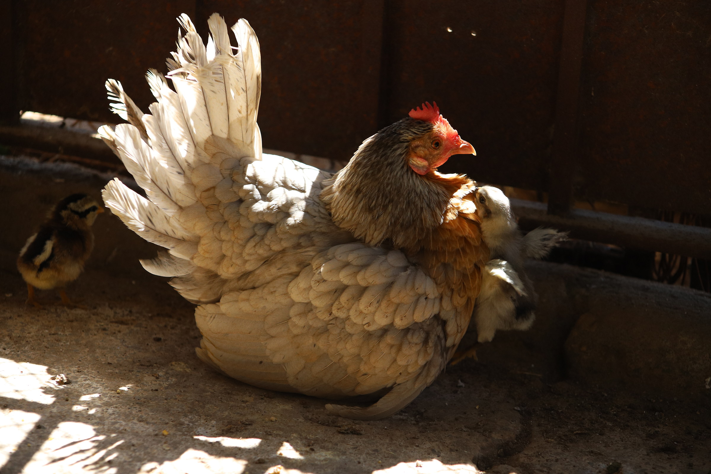 Mamma chioccia e figli
