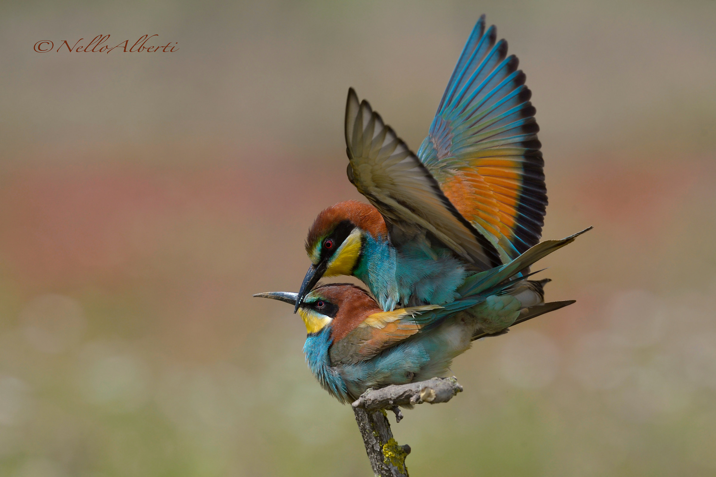 Eaters in Love!! 2018