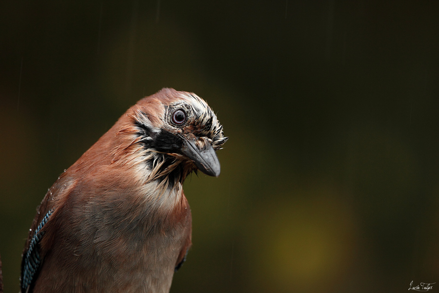 Ritratto di ghiandaia sotto la pioggia.
