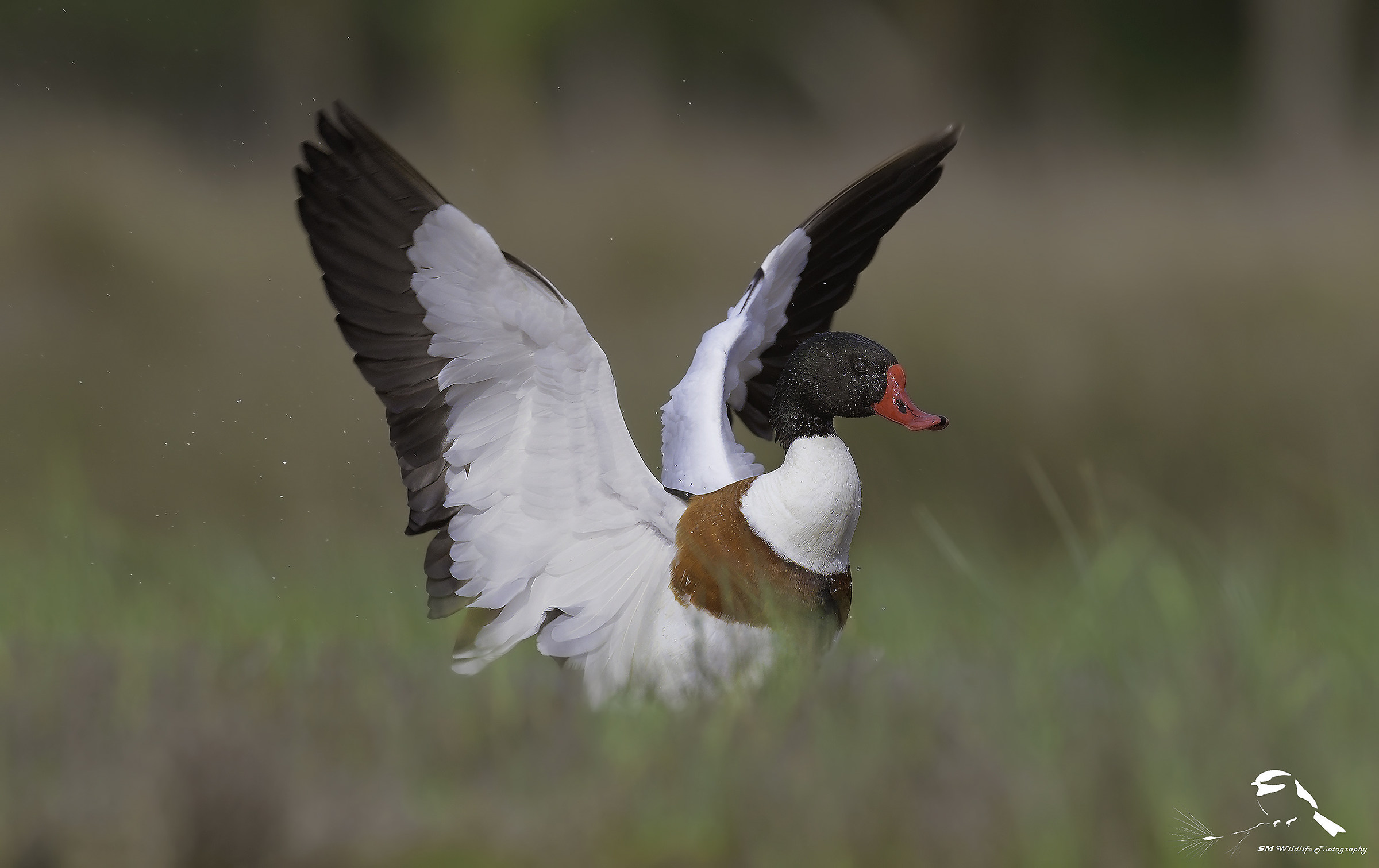 The beating of Shelduck