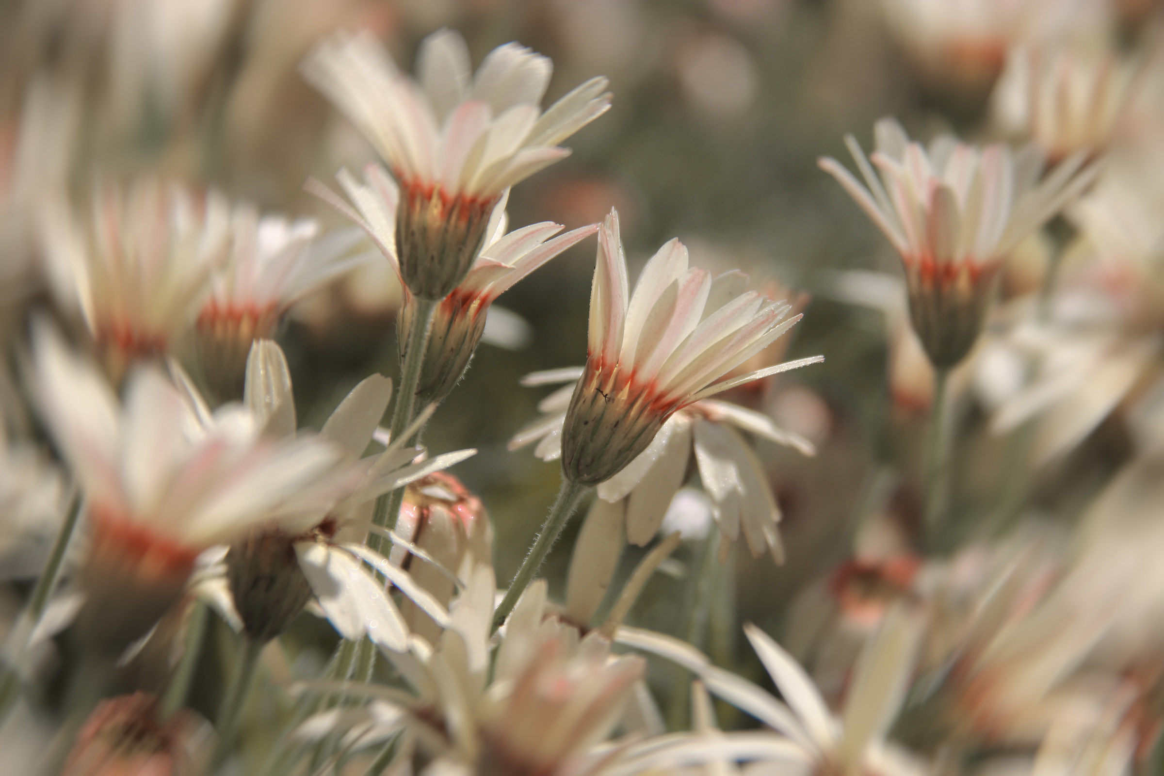 Nel vento la primavera