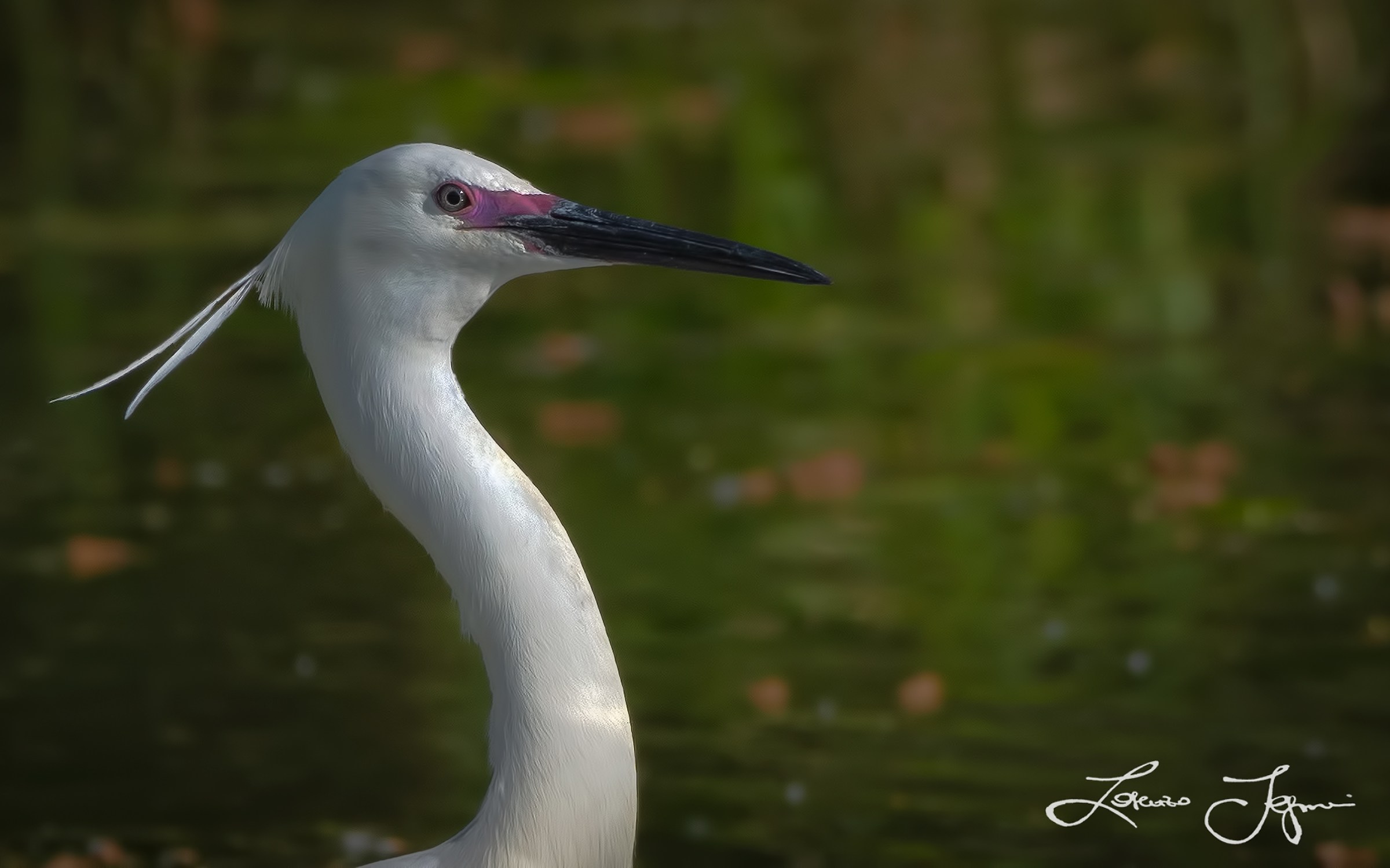 Egret