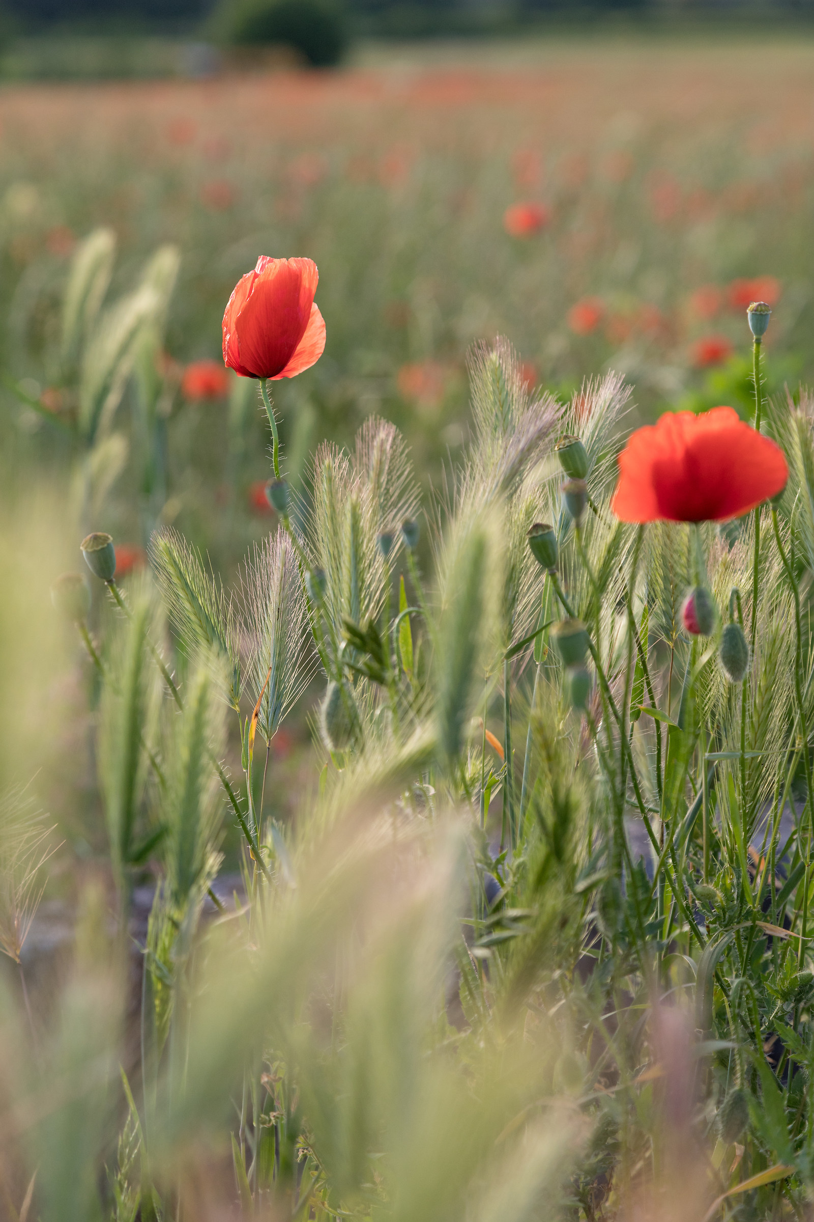 May, Poppies and wheat