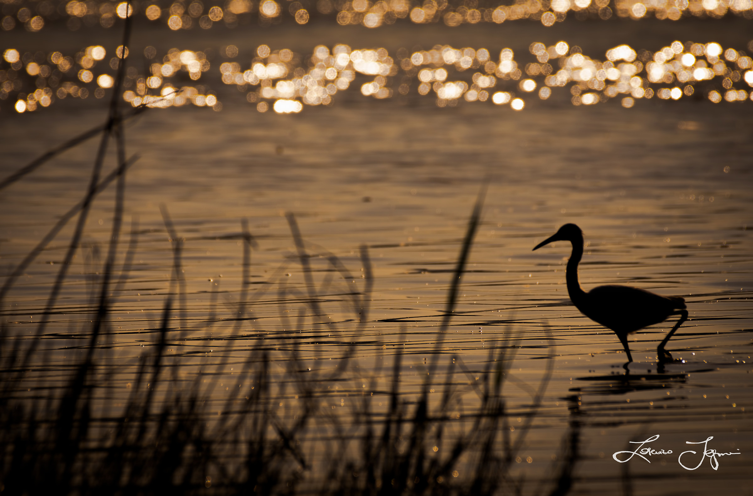 Egret at sunset