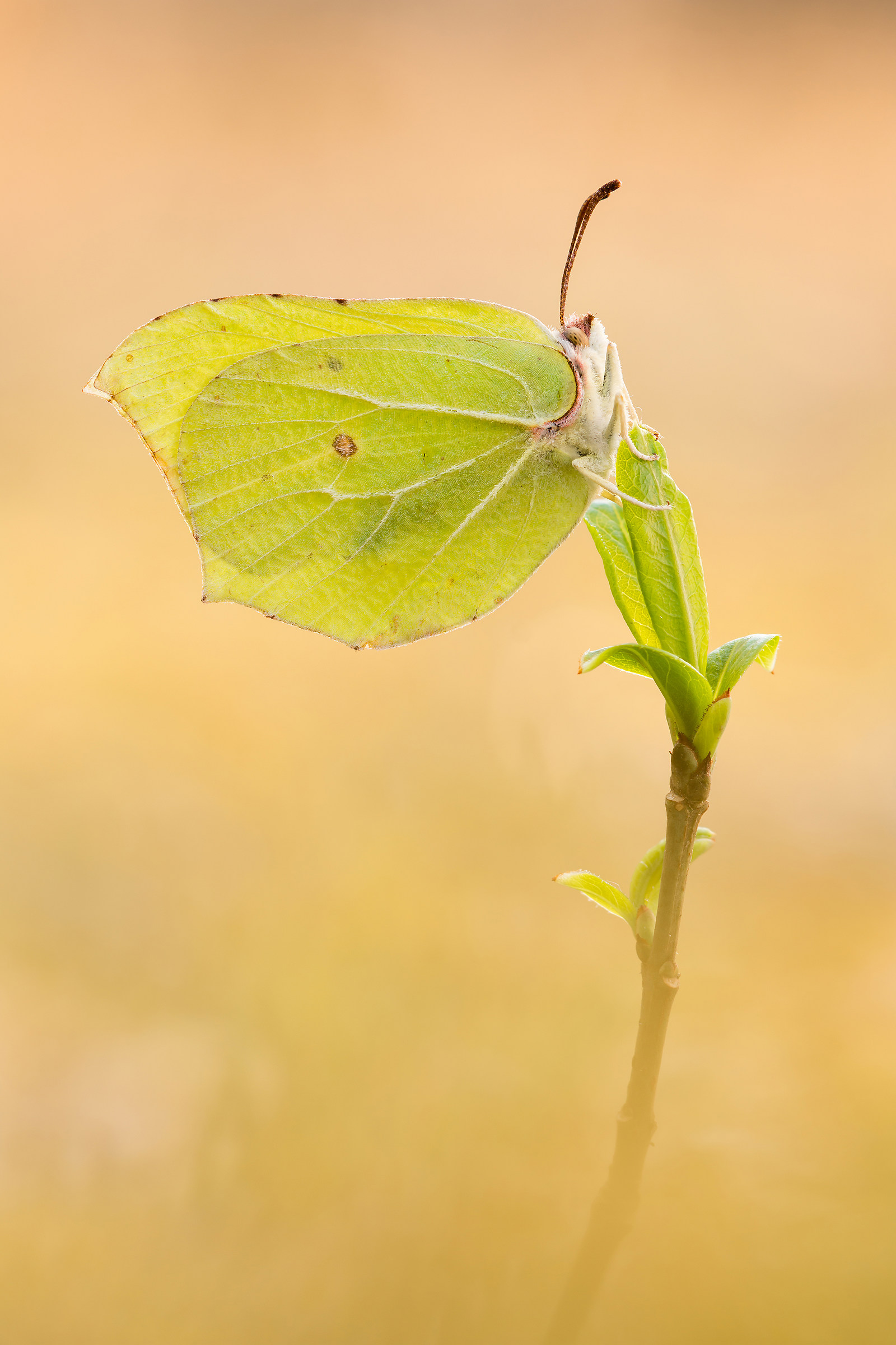 Gonepteryx rhamni