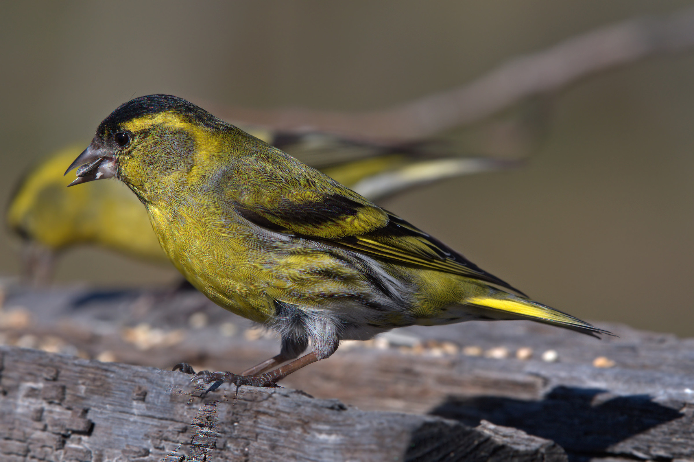 Siskin
