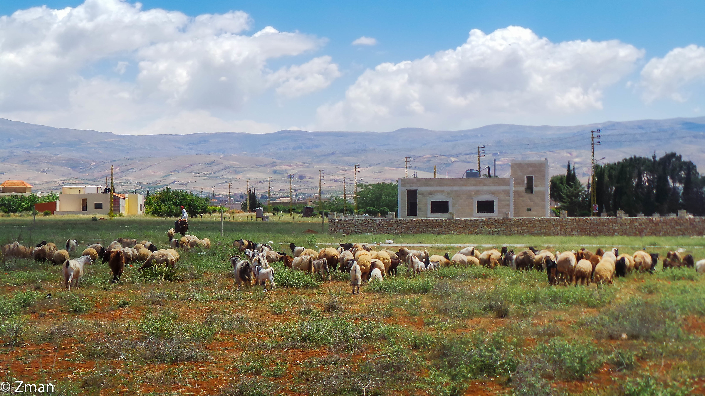 The Shepherd and his Sheep