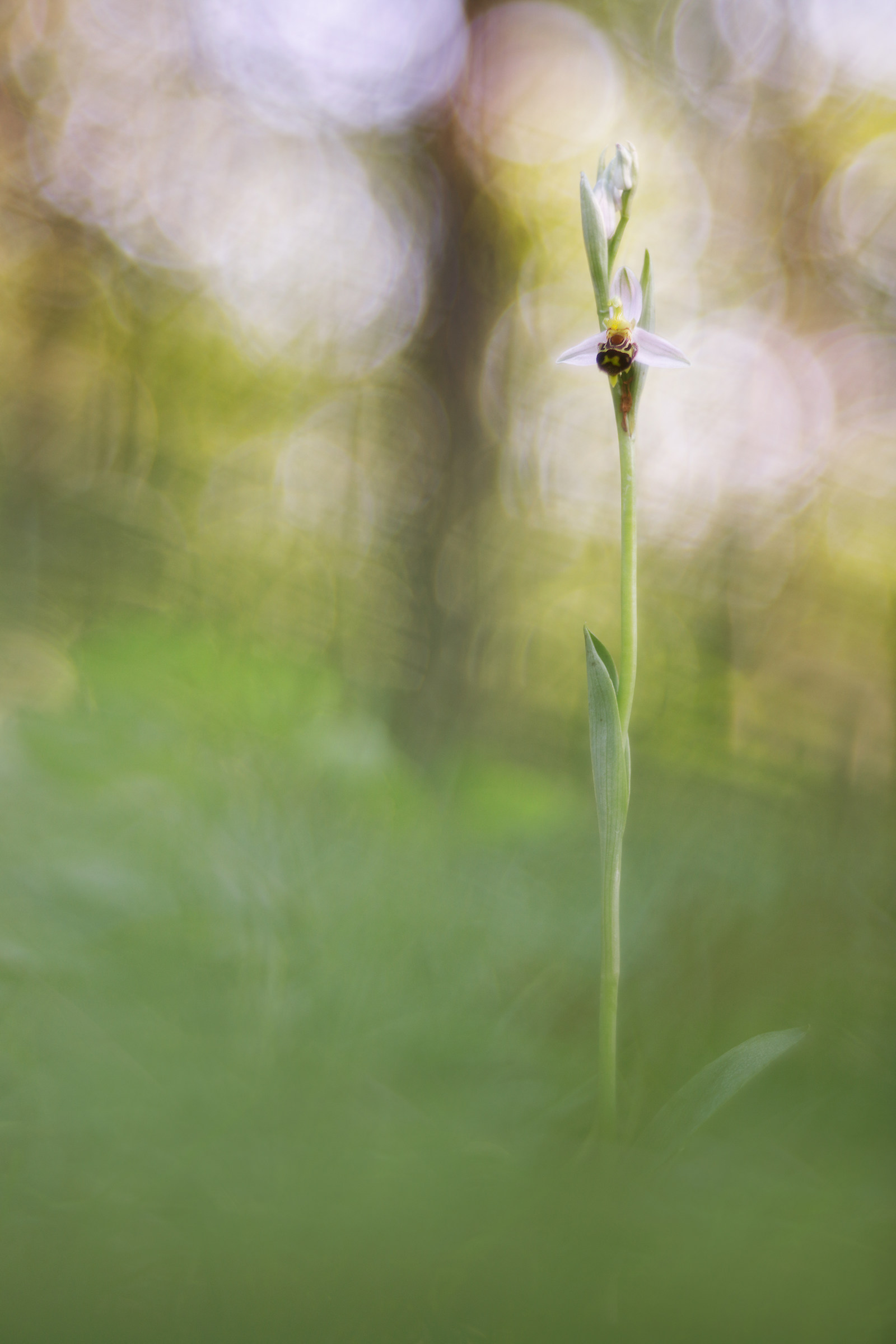 Ophrys apifera