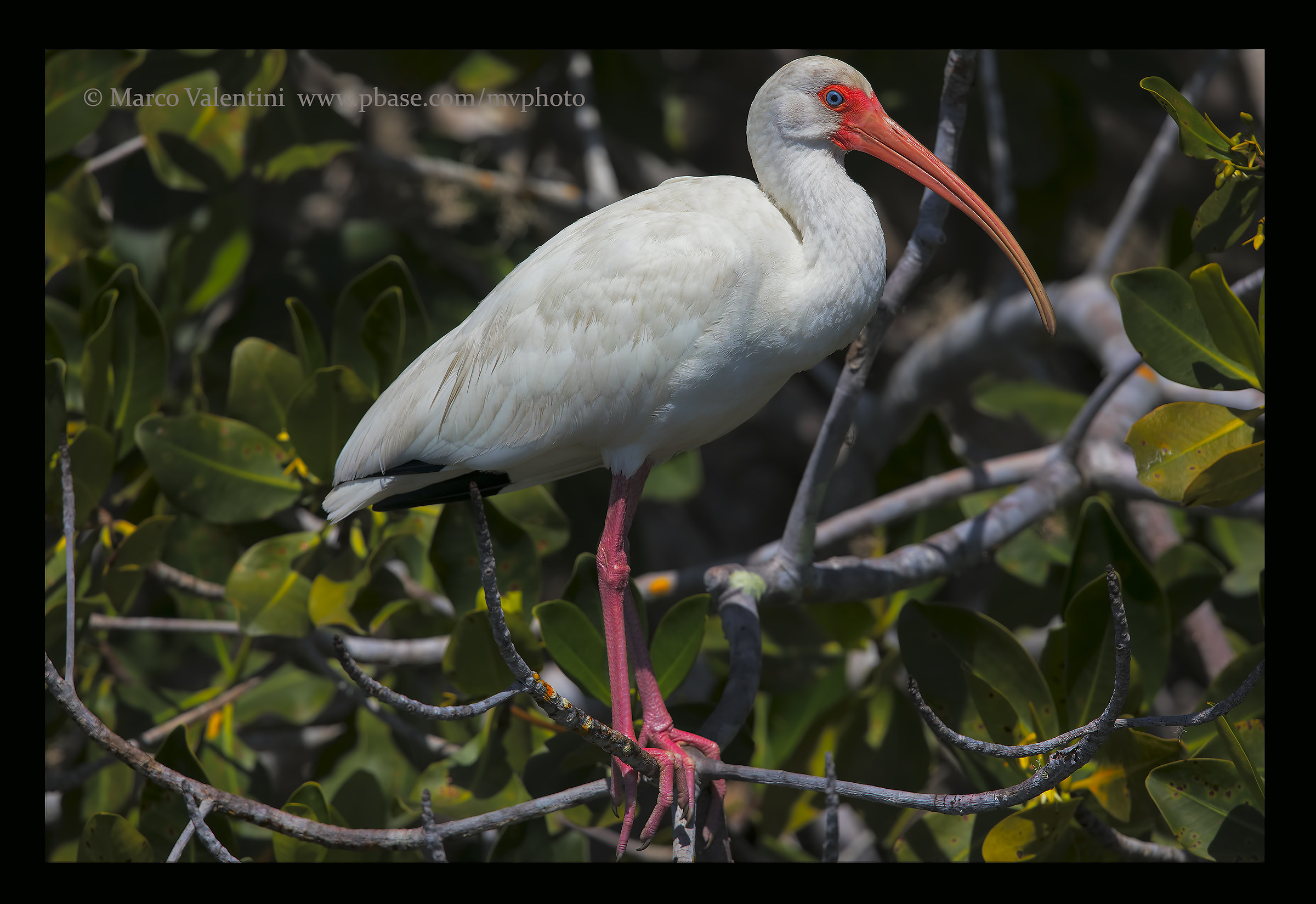 White Ibis