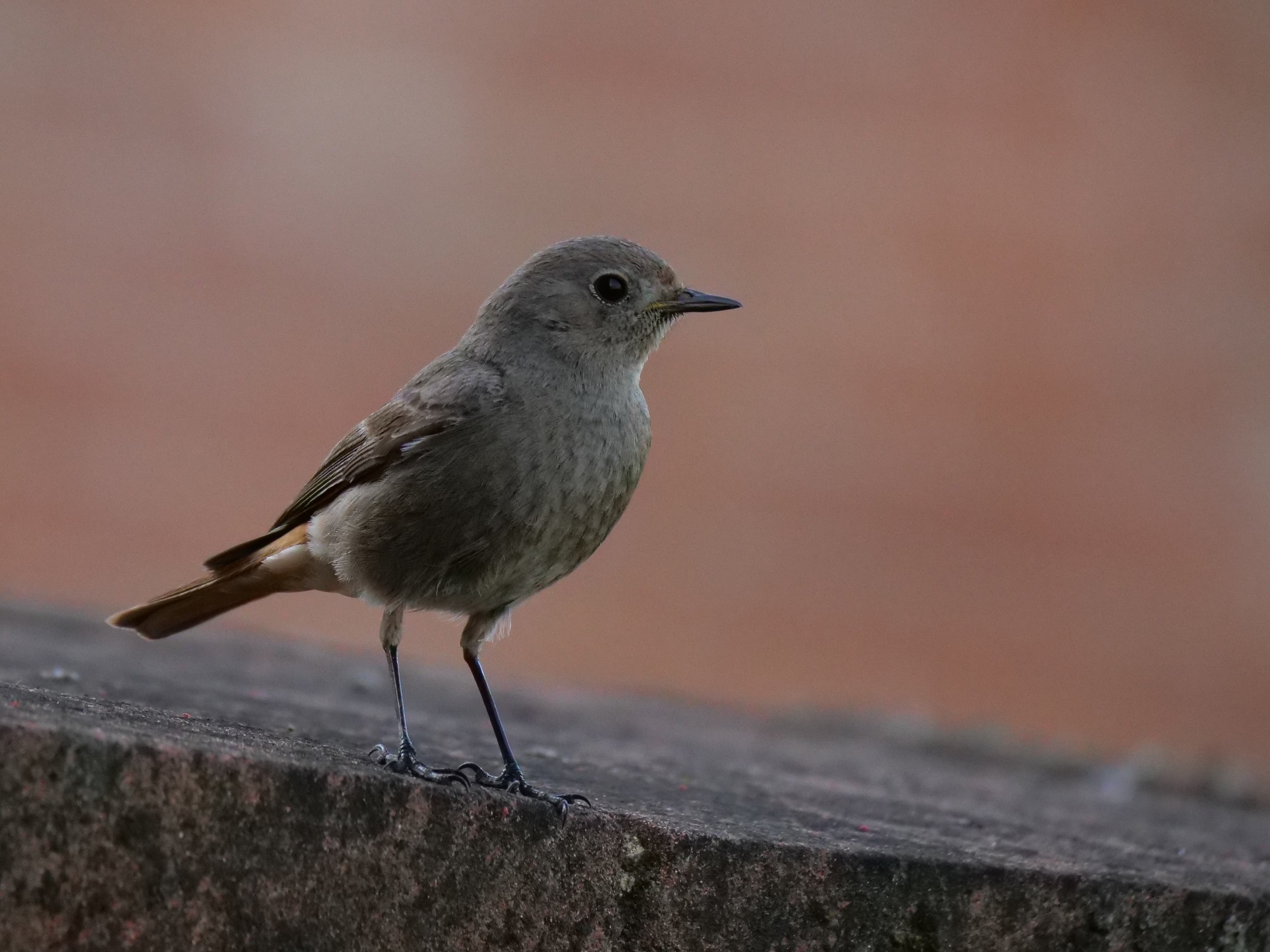 Codirosso spazzacamino (Phoenicurus ochruros)