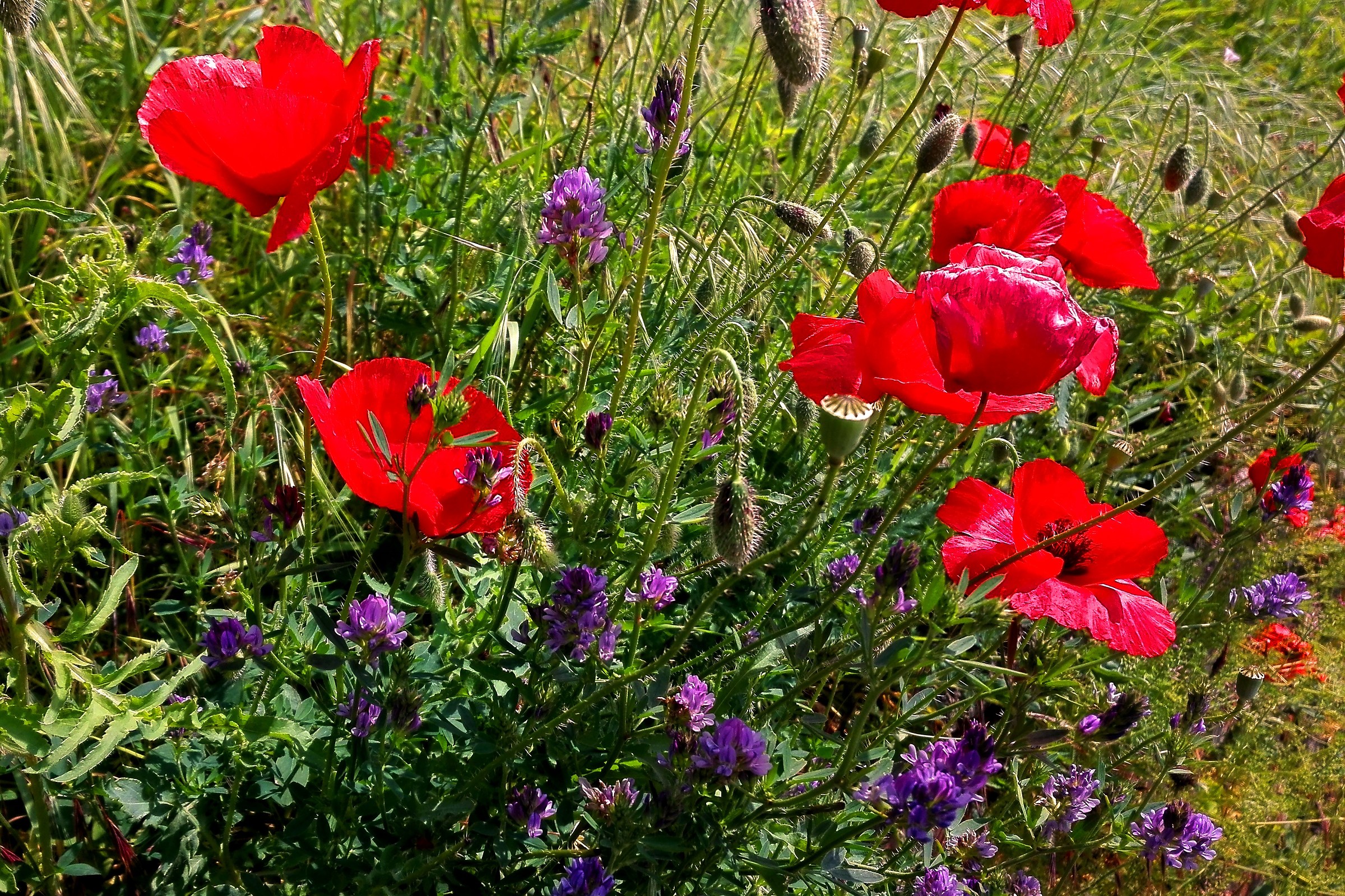 Fiori di erba medica e papaveri