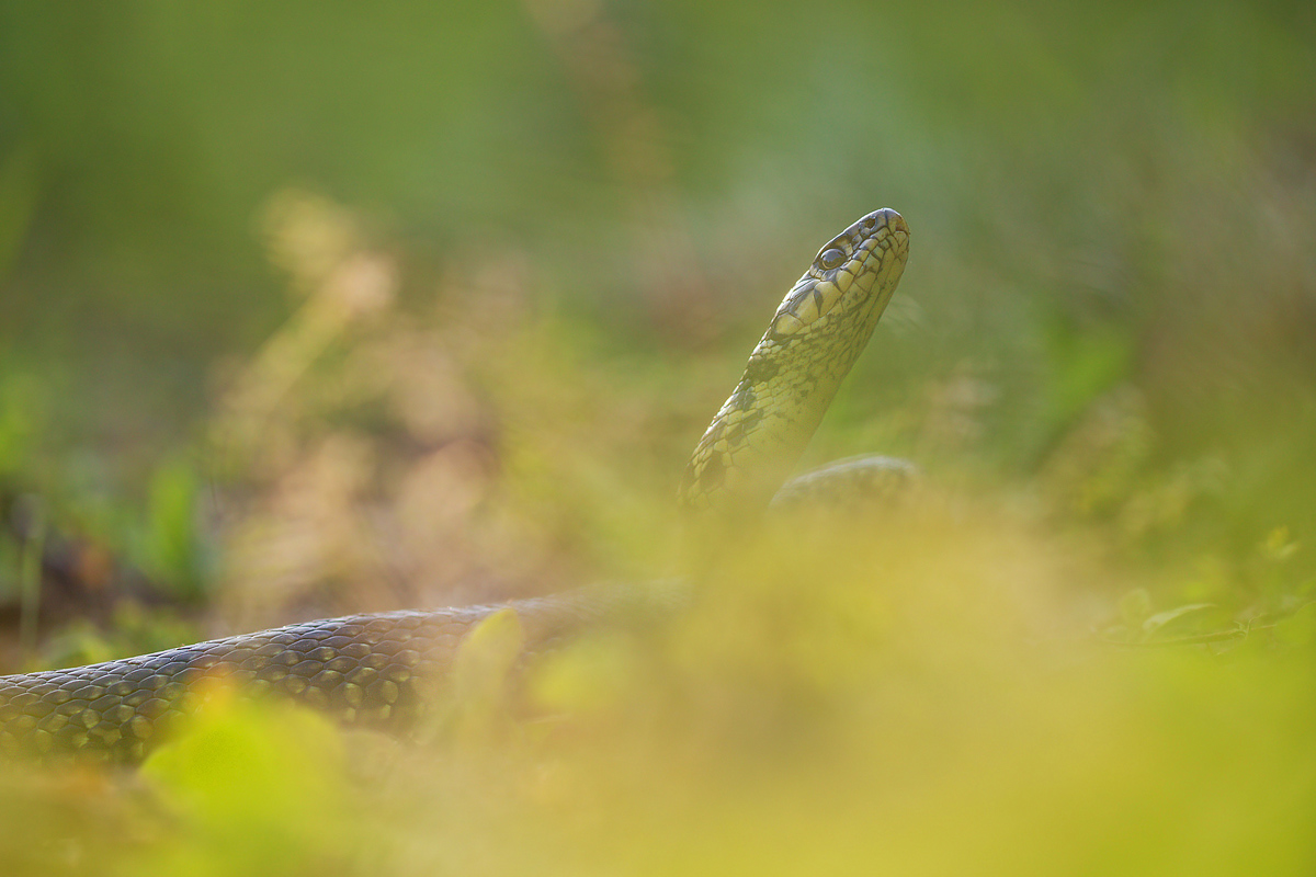 Hierophis viridiflavus