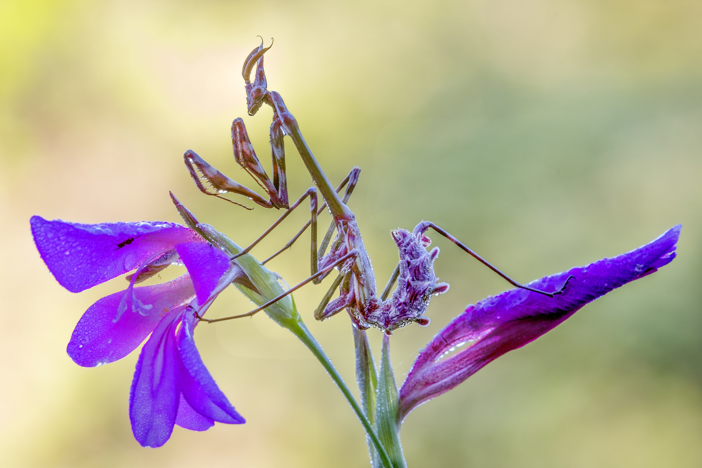 Empusa Young Picking