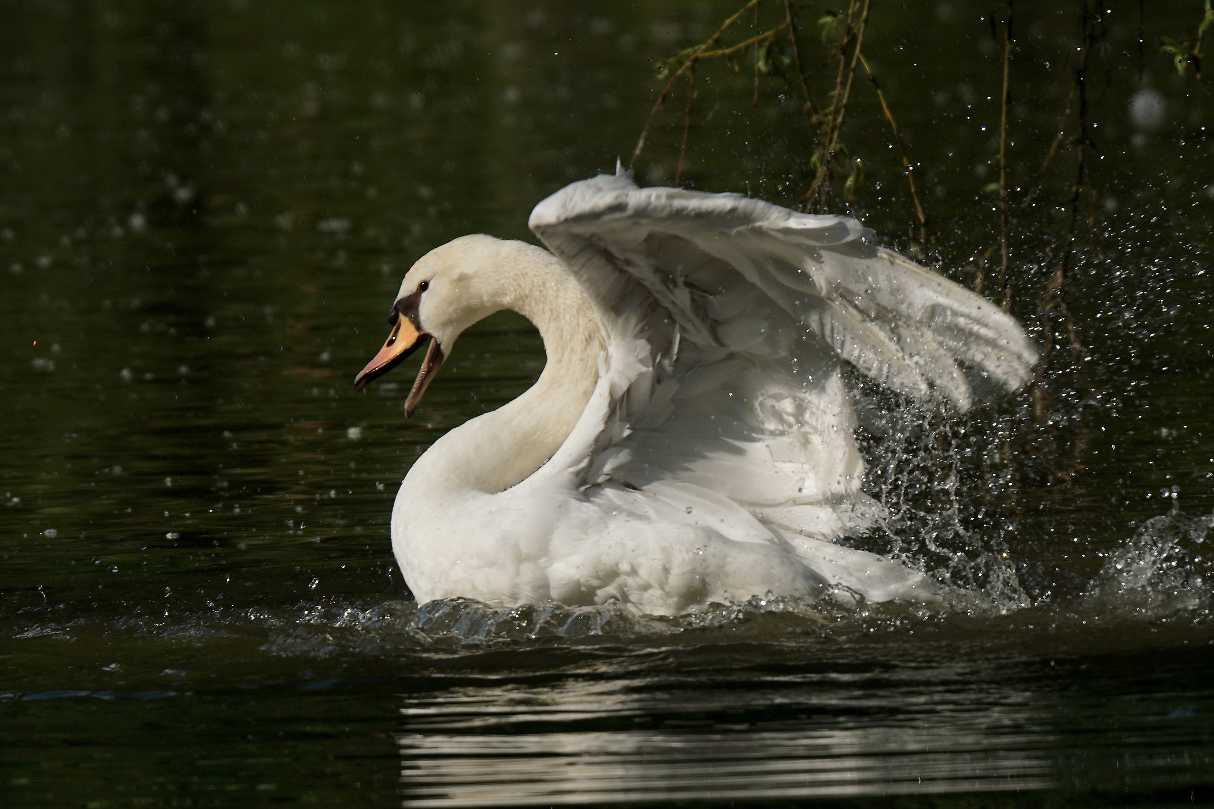 Furious Swan