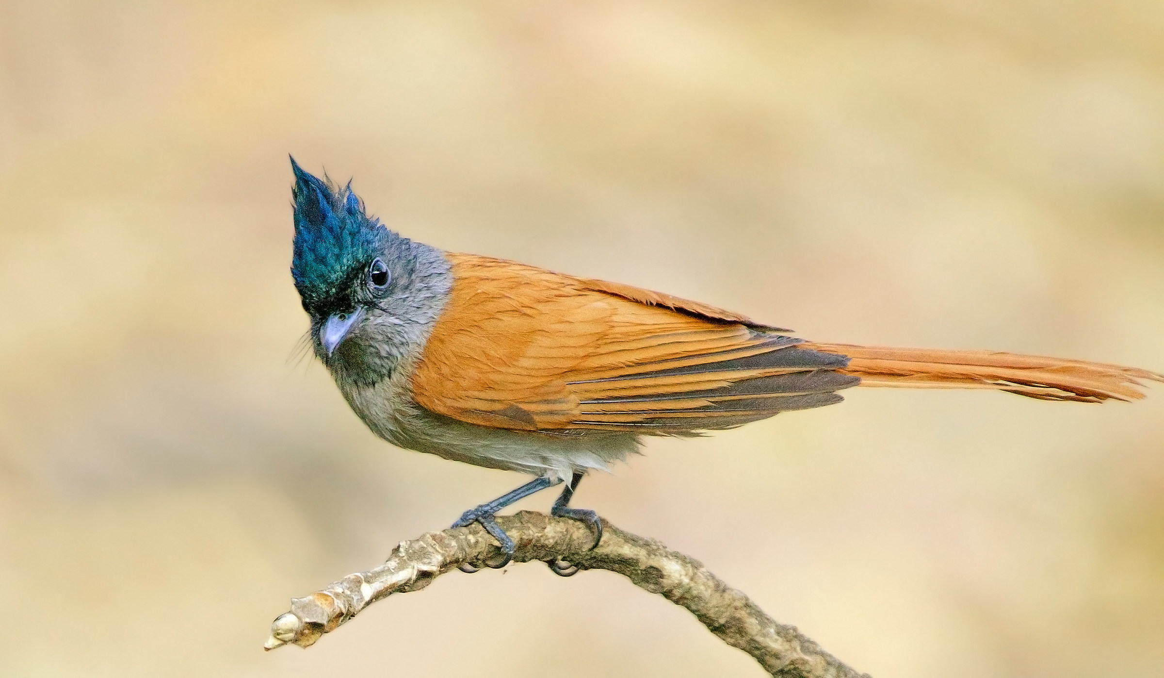 Indian Paradise Flycatcher, male.