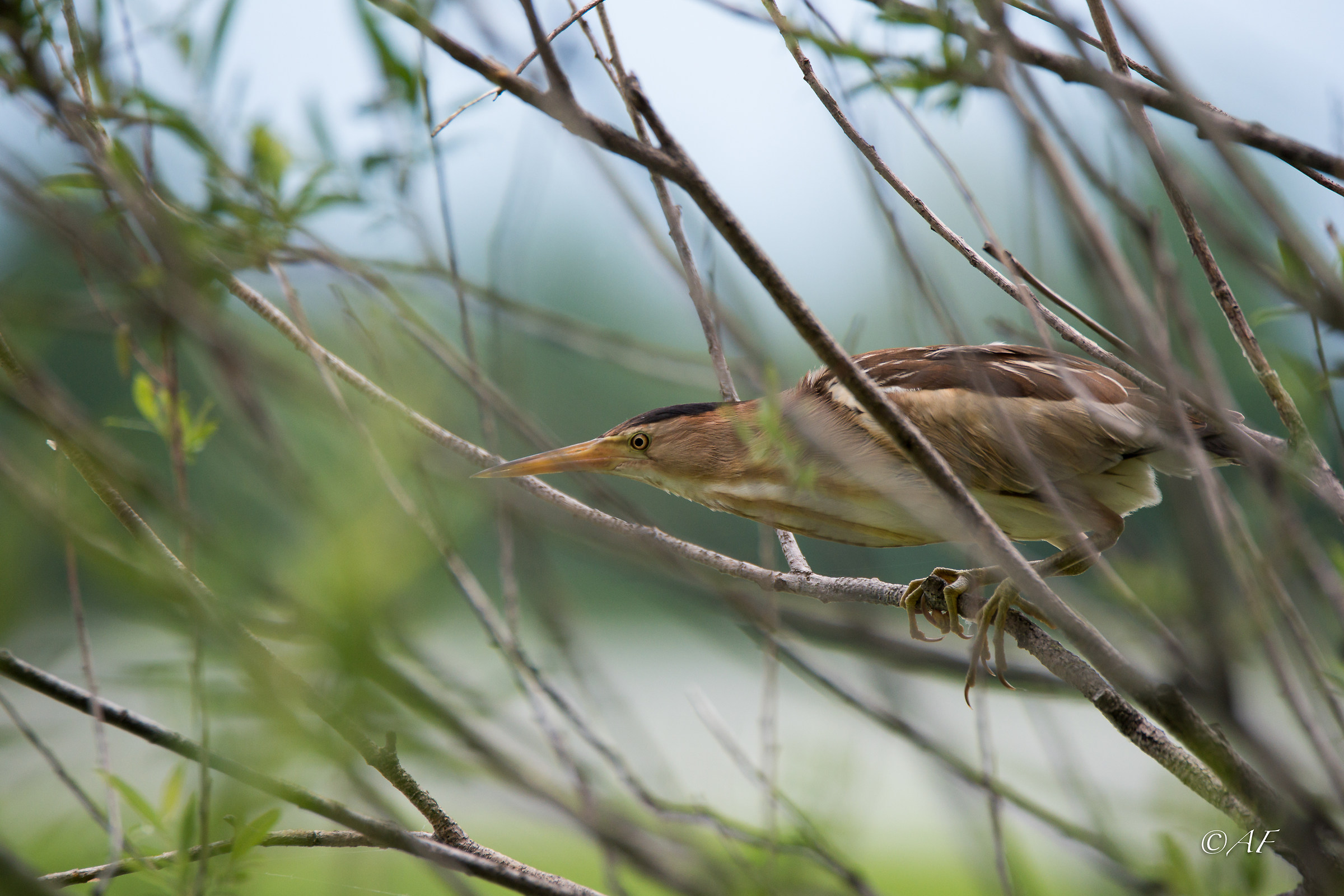 Tarabusino ambientato
