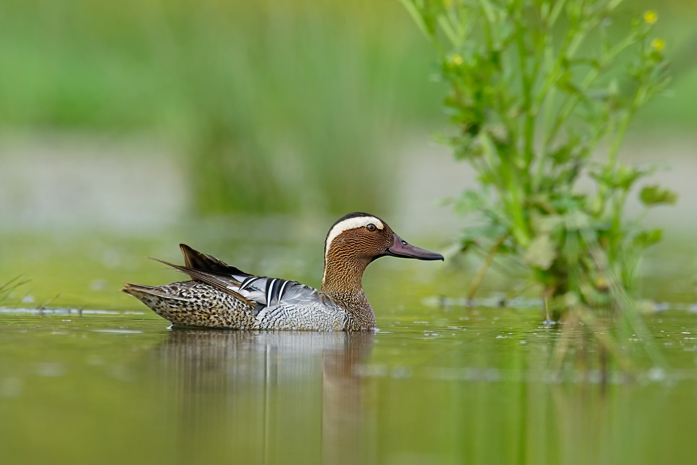 Marzaiola/Anas querquedula