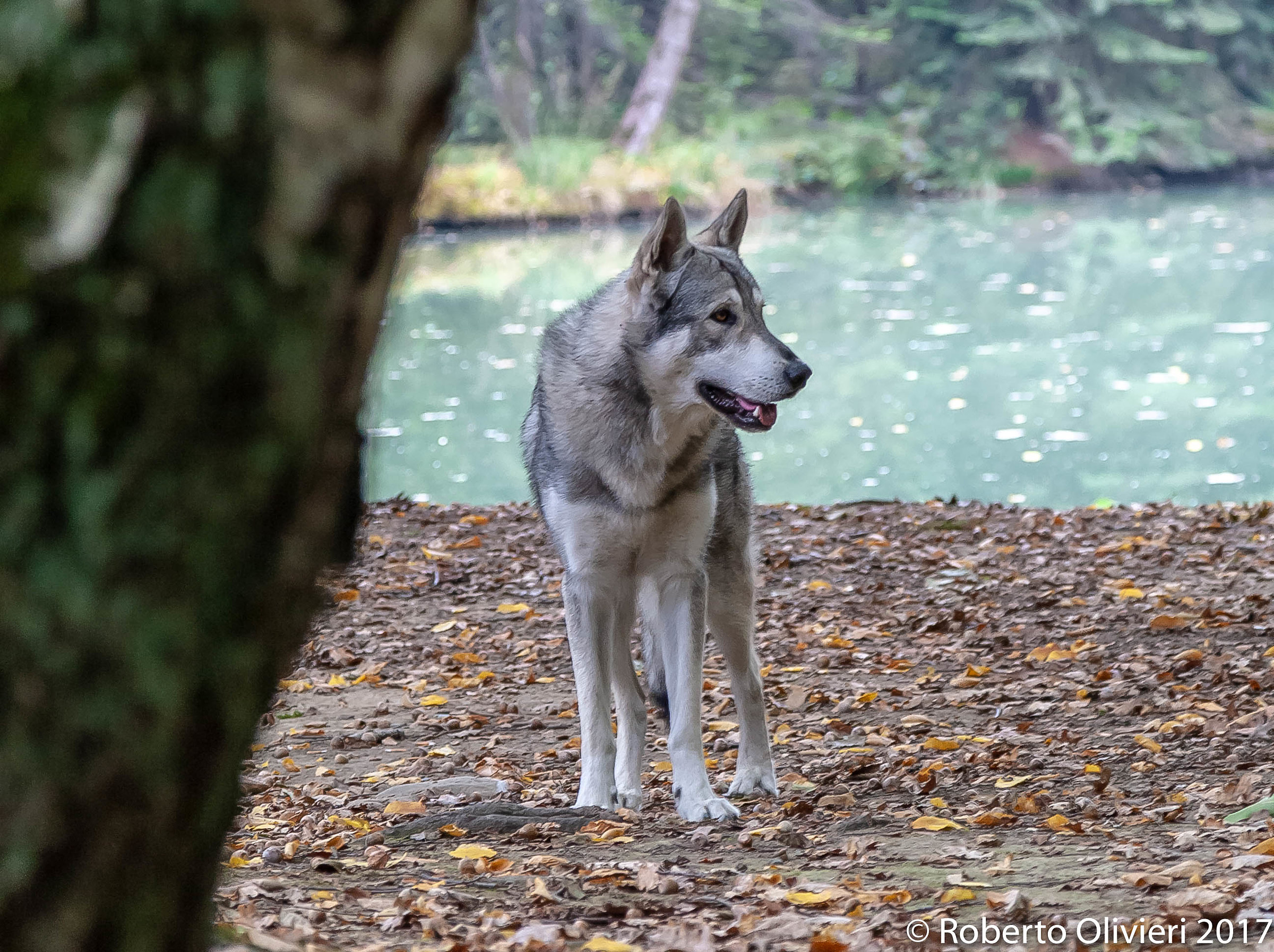 Tanka..... Czechoslovakian Wolf