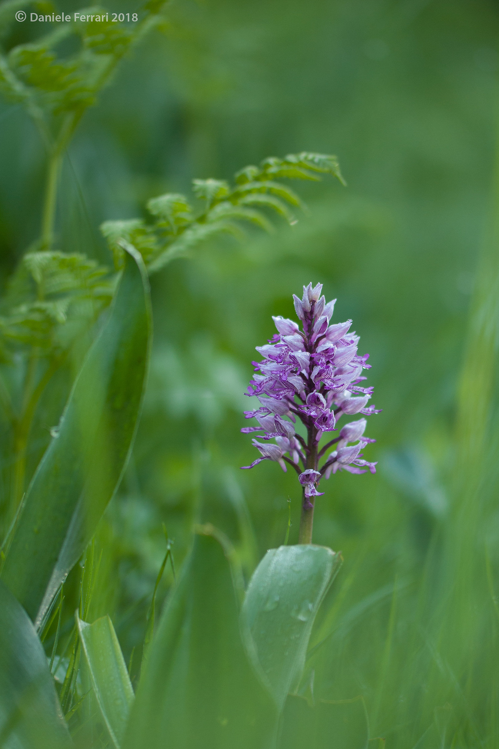 L'unica nota di colore