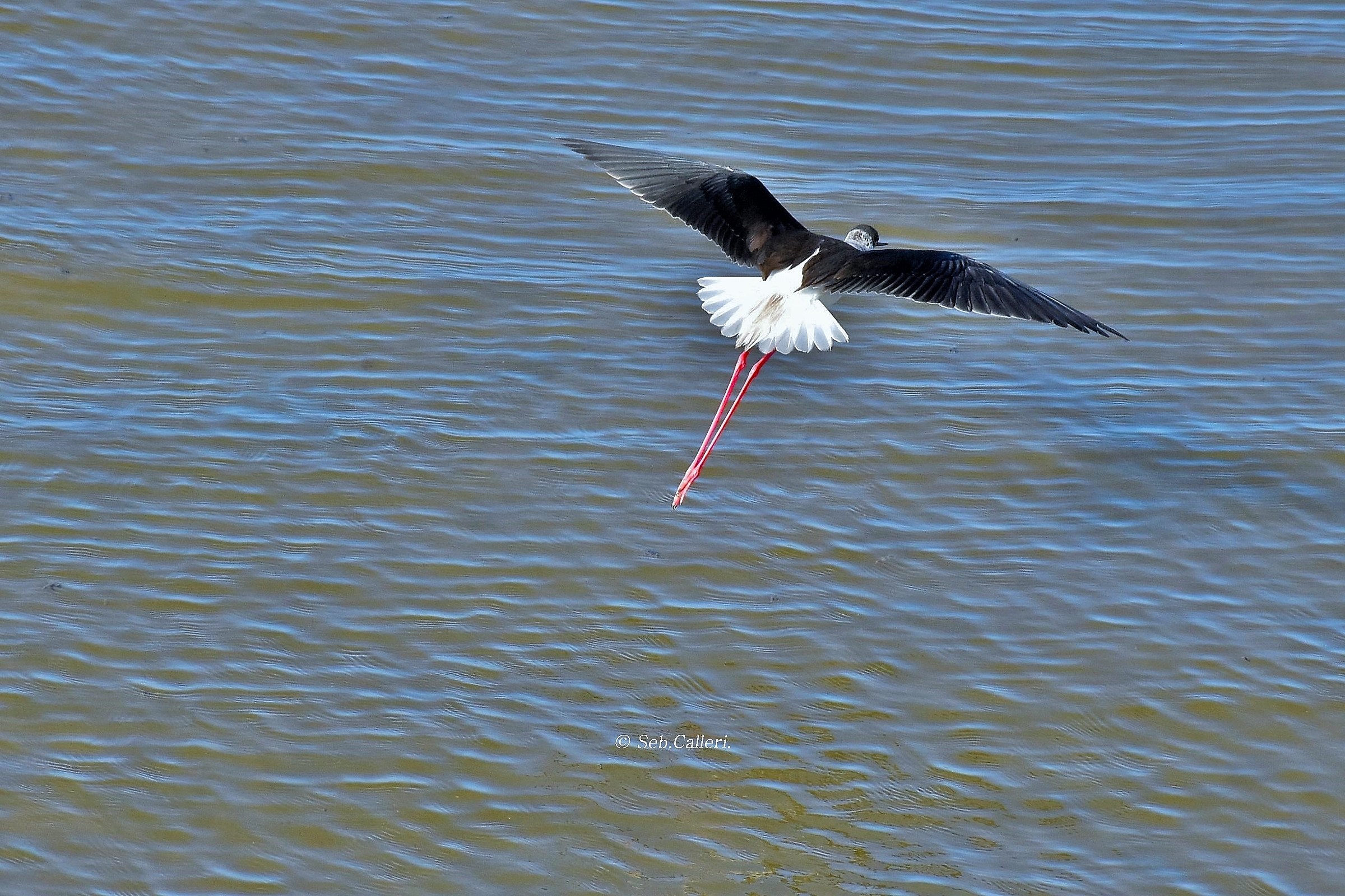 The knight's flight...