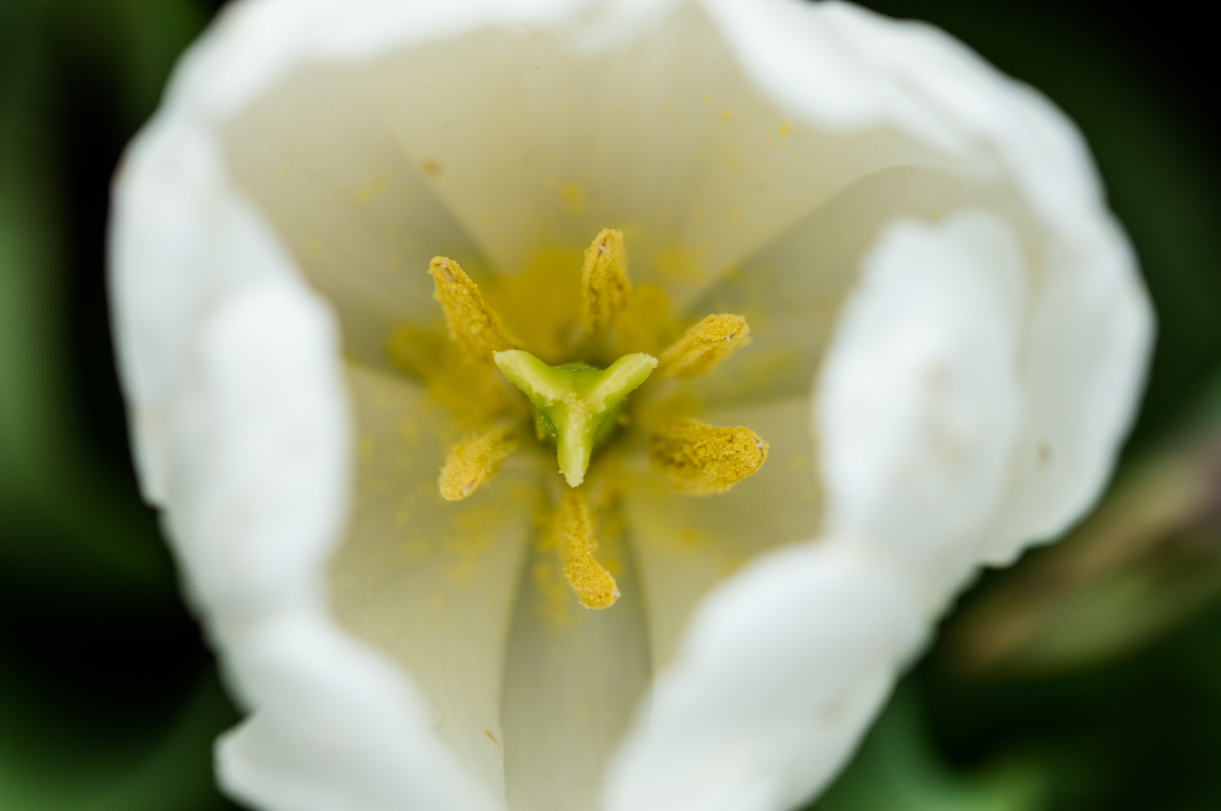 White Tulip