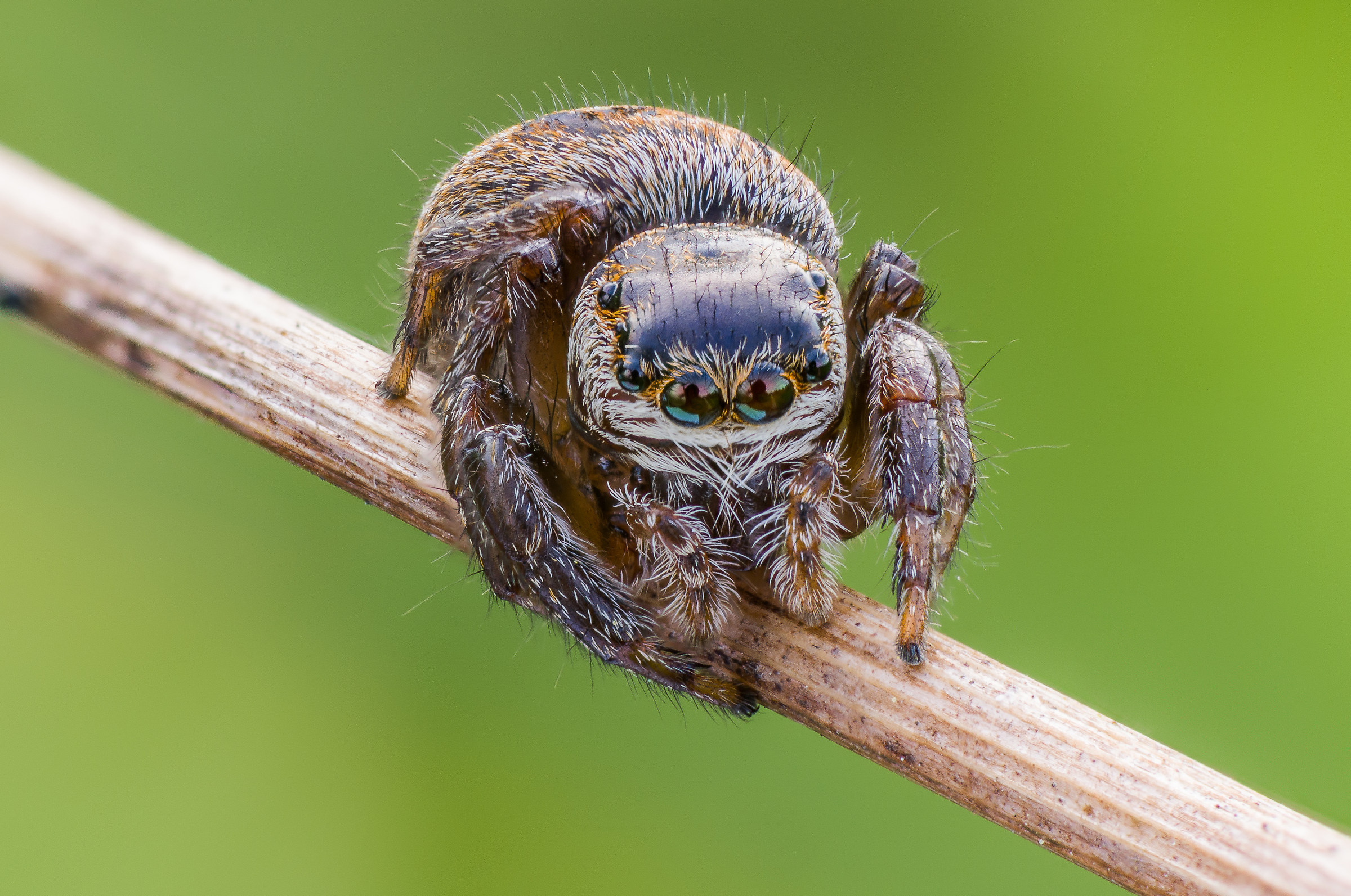 Salticidae