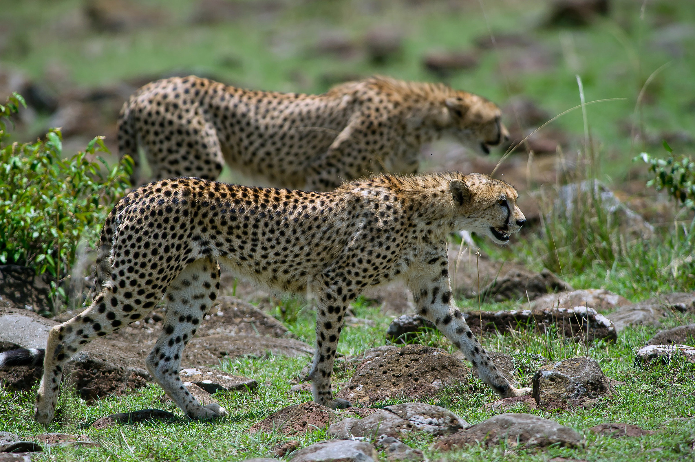 Come in uno specchio