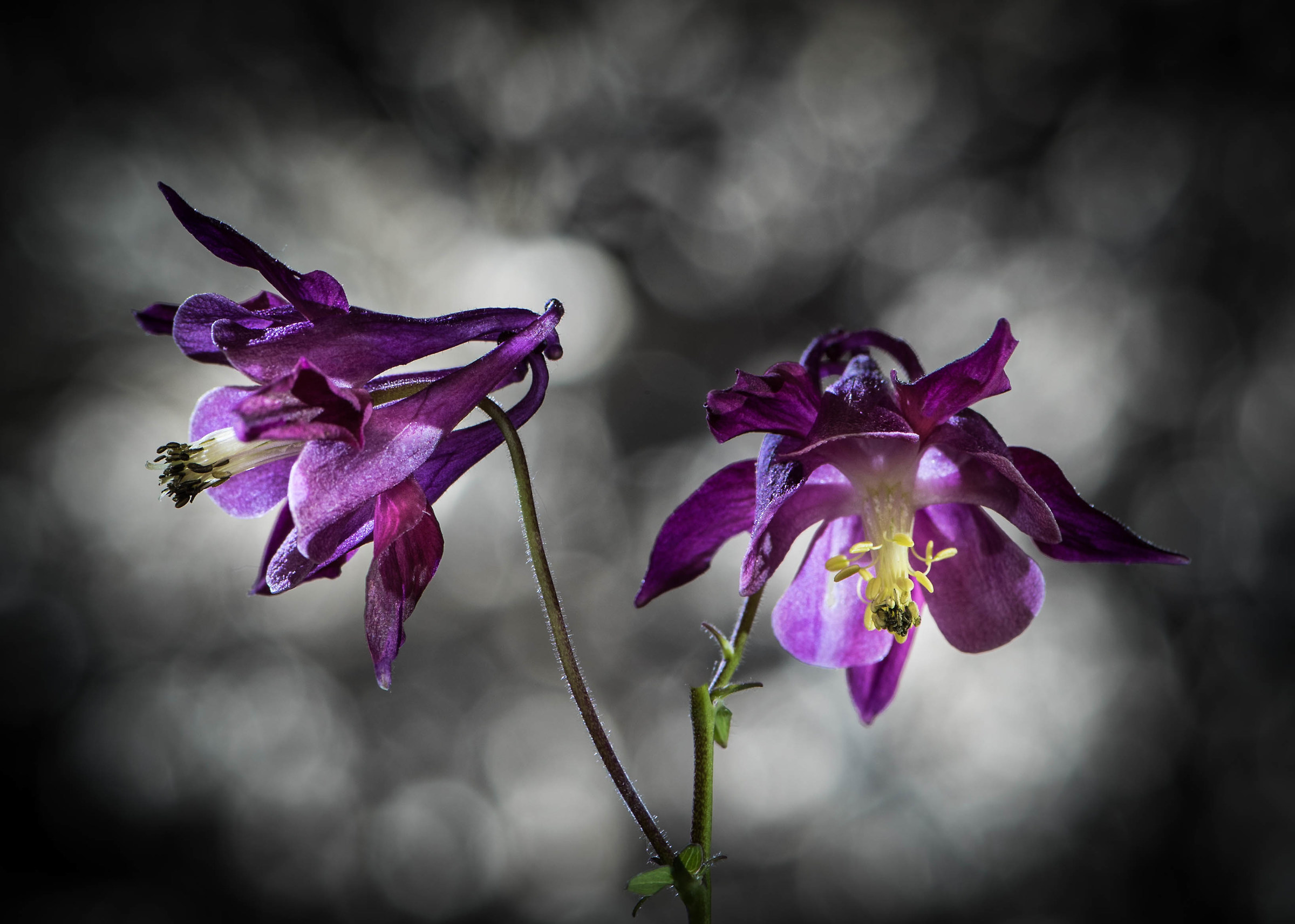 Aquilegia.