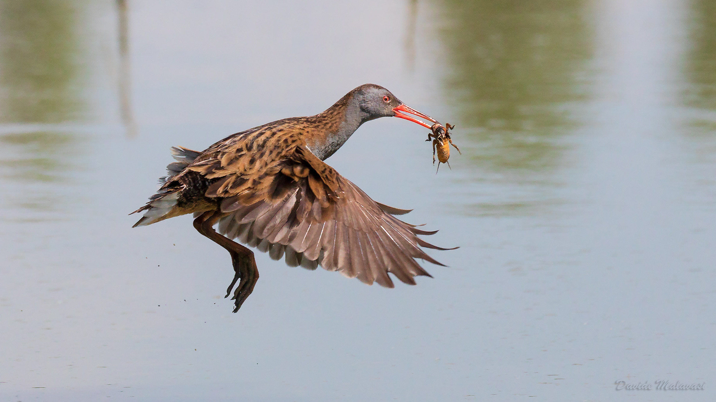 Porciglione con Grillotalpa