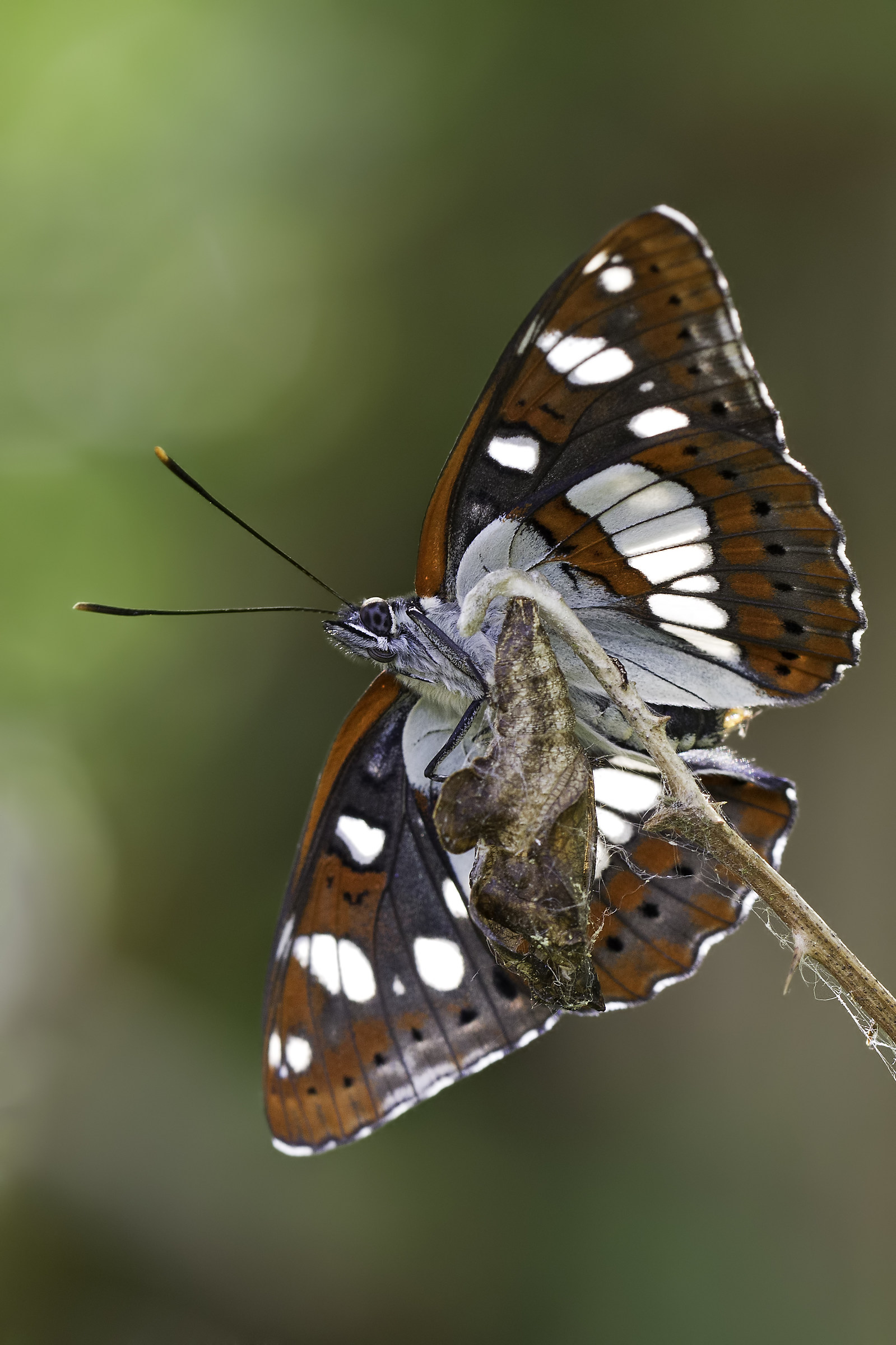 Limenitis reducta