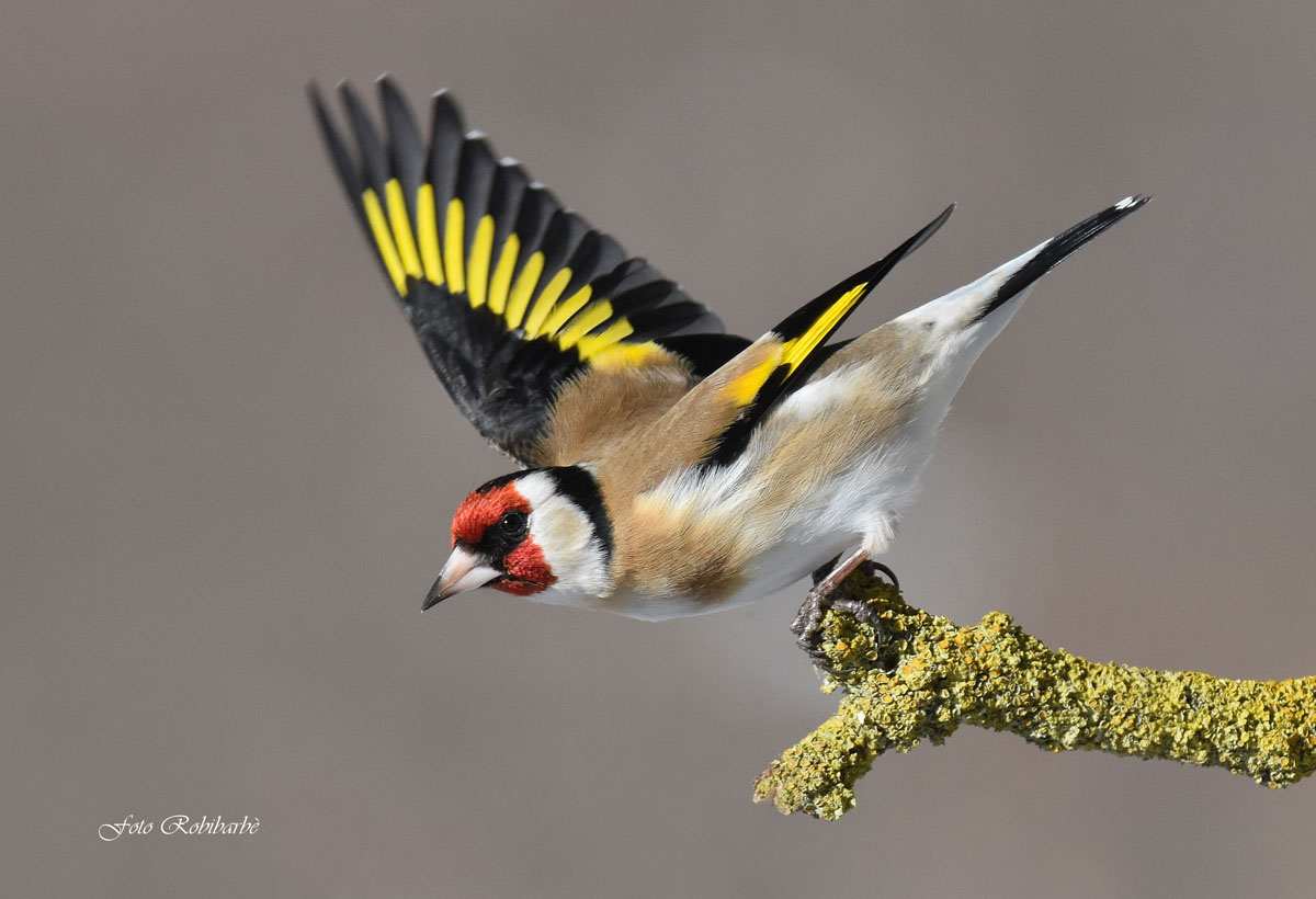 Cardellino in tuffo...