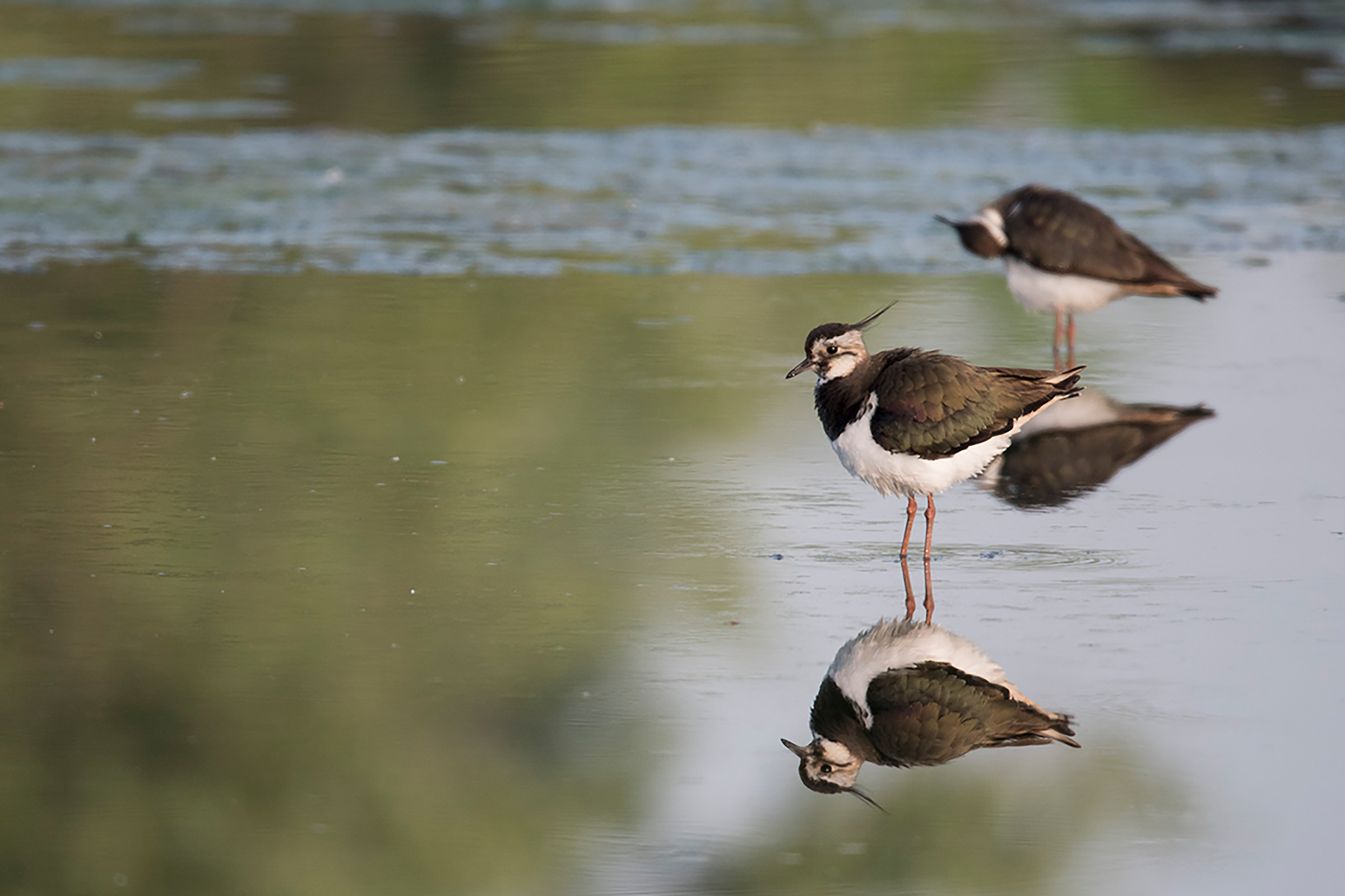 Lapwing