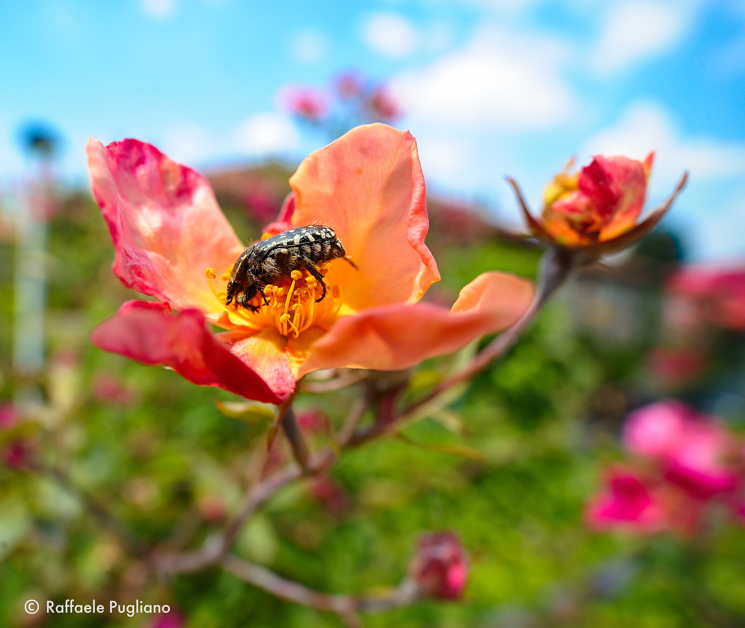 La Collina dei Ciliegi - Coleottoro