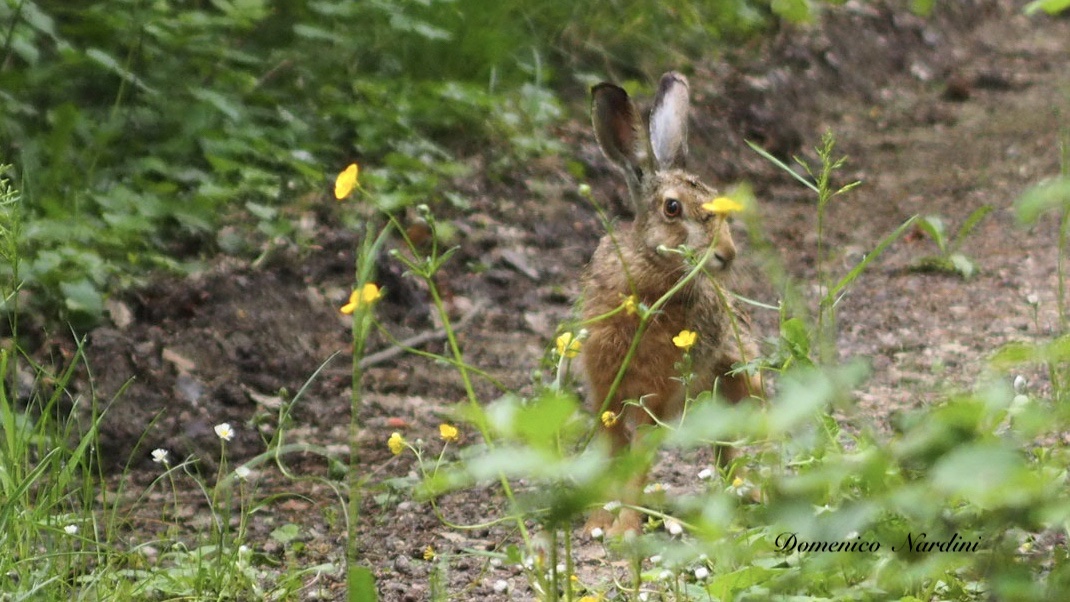 Common Hare
