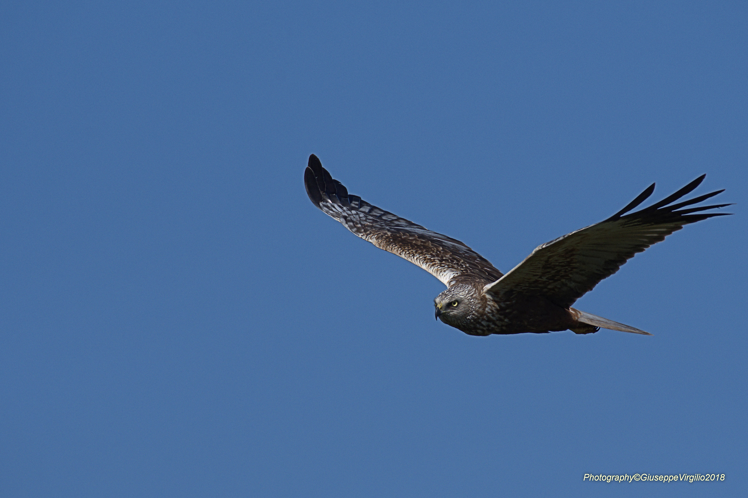 Falco Di Palude (Nord Sardegna)Maggio 2018