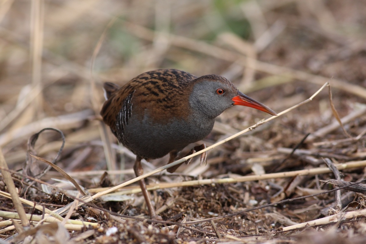Water Rail in reconnaissance