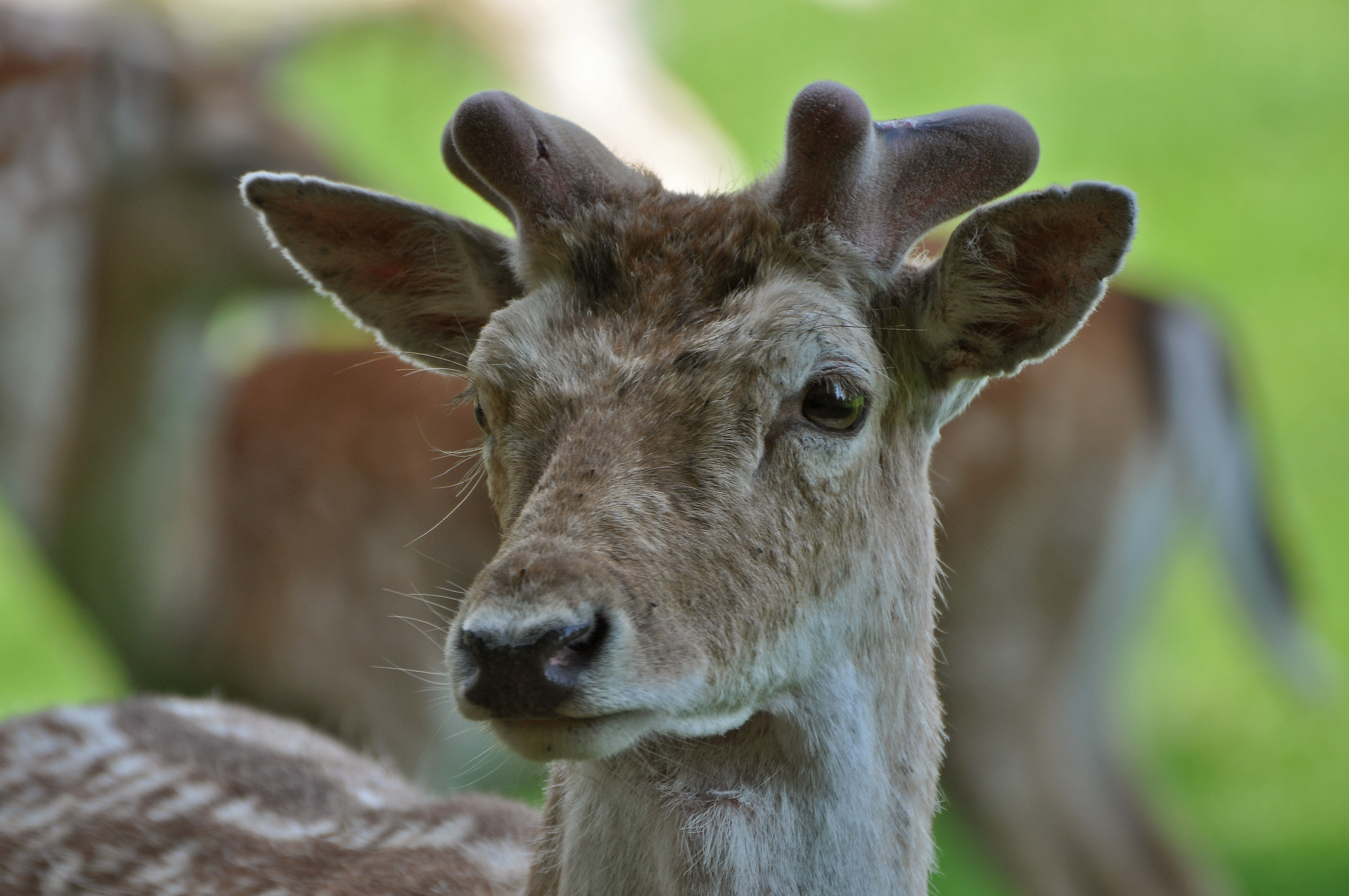 London Richmond Hill Park