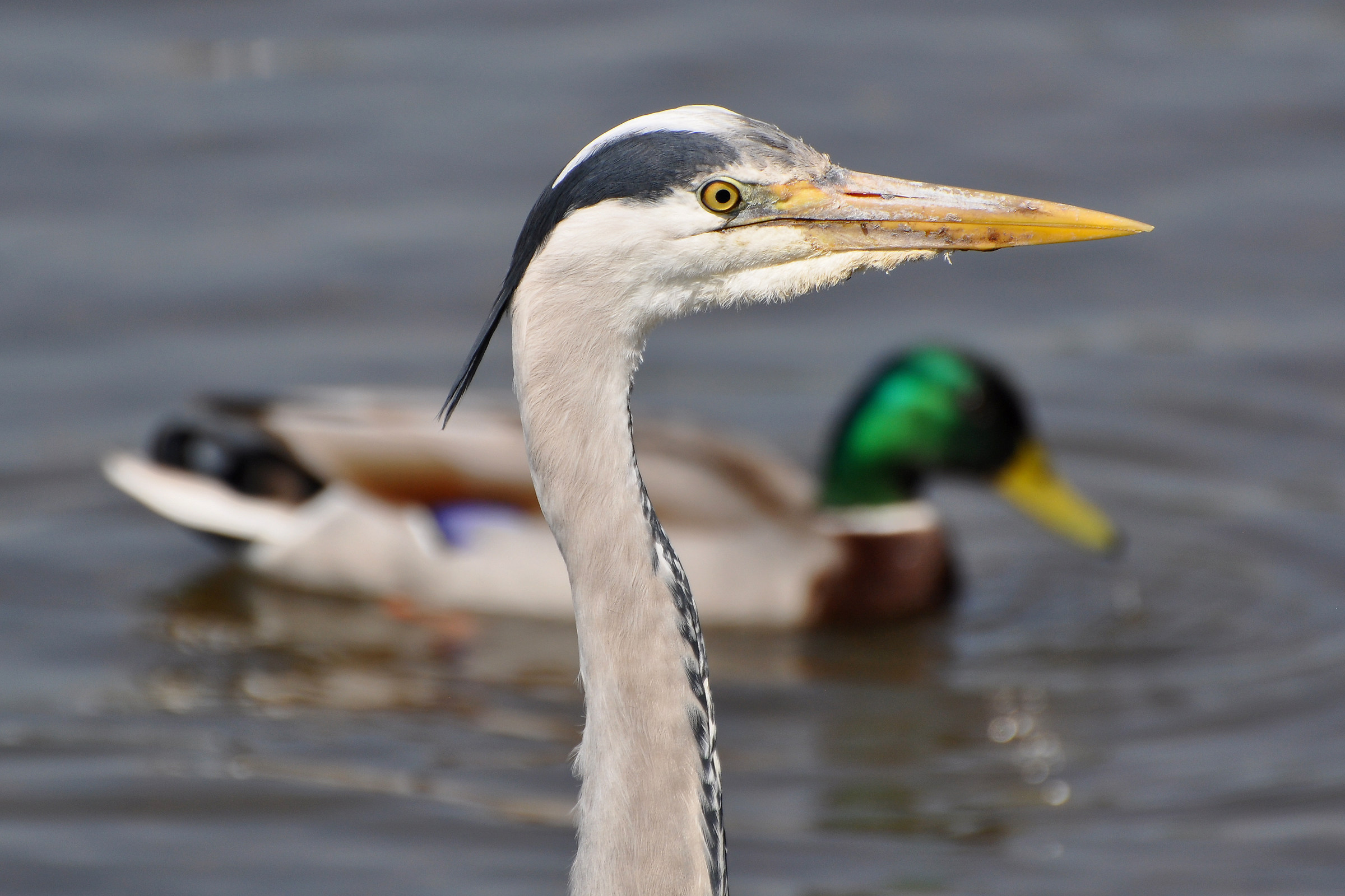 Grey Heron