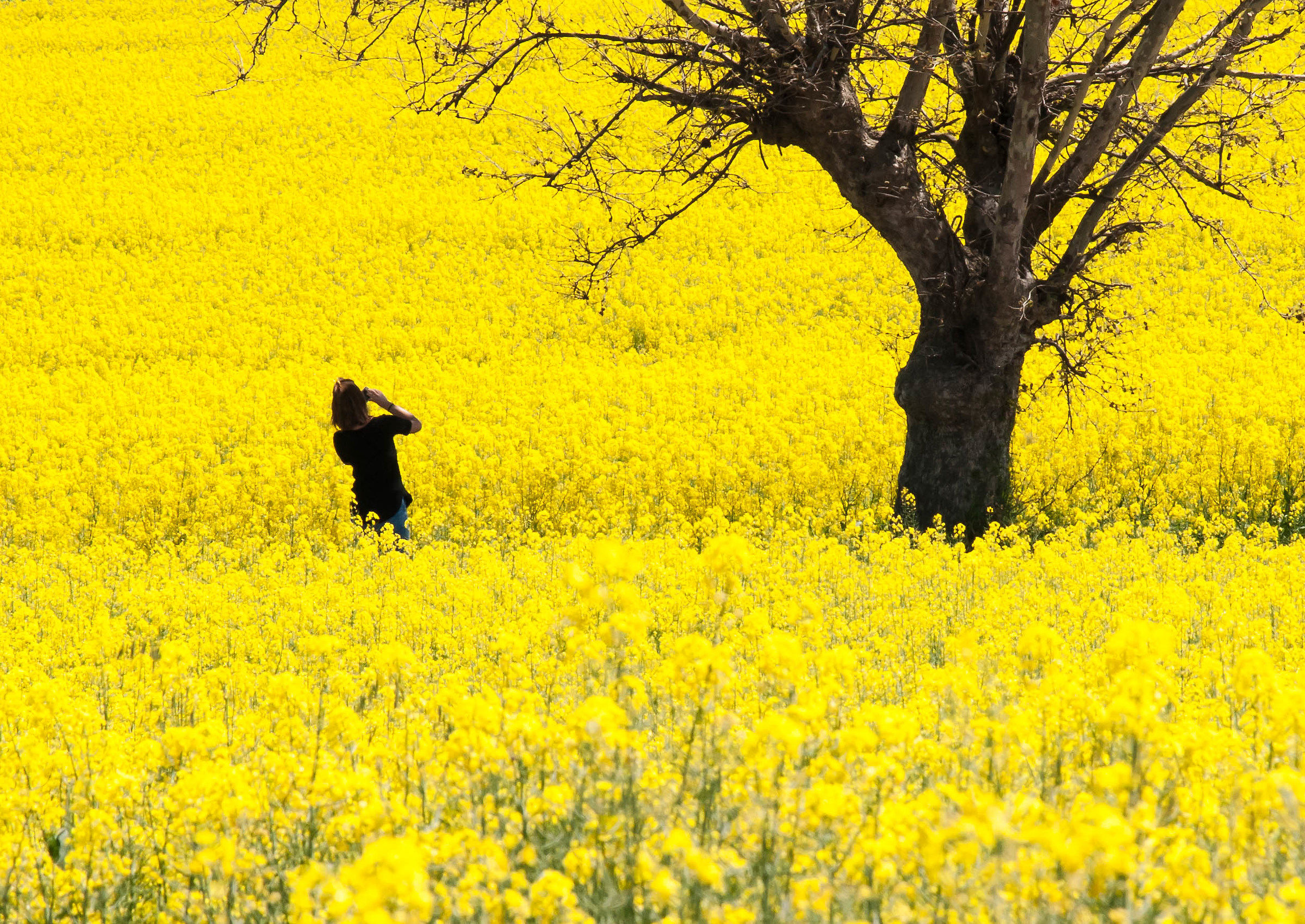 Yellow rape 3... Made!