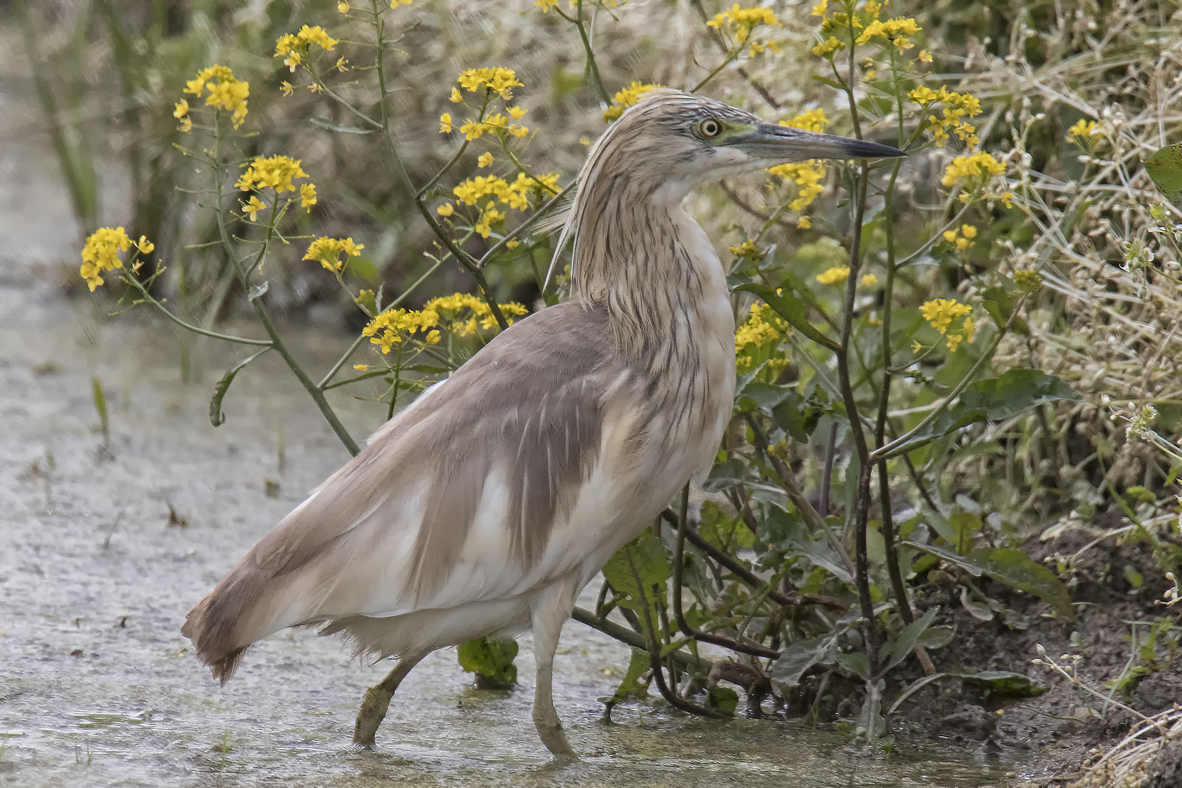 Squacco Ciuffeto in Paddy