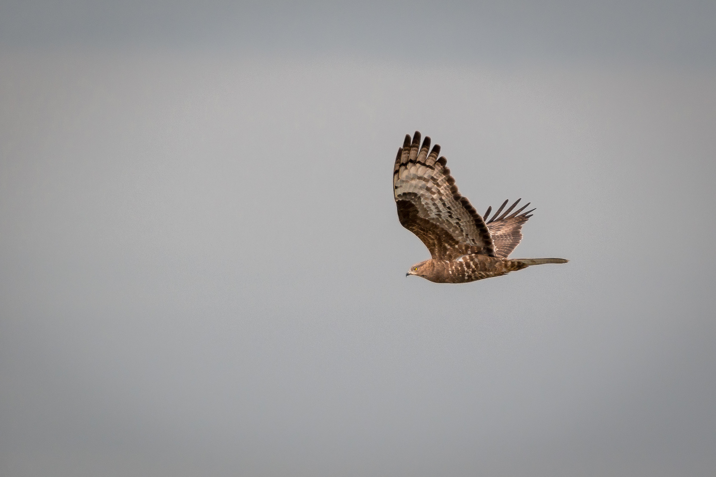 Pecchiaiolo femmina in volo