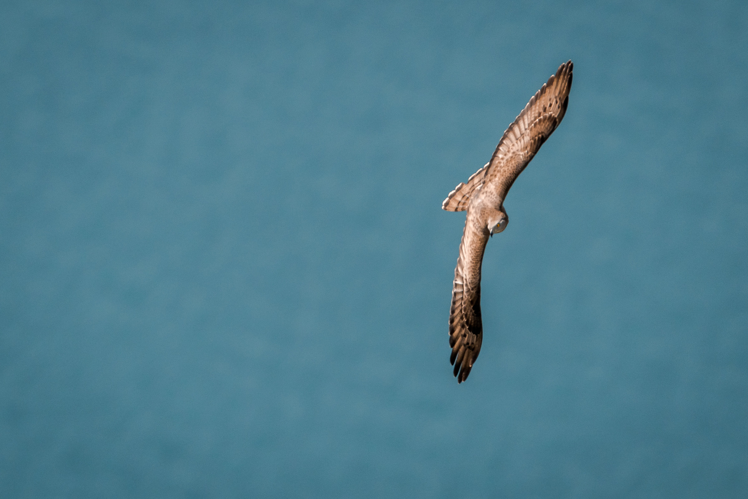 Virata del Pecchiaiolo maschio