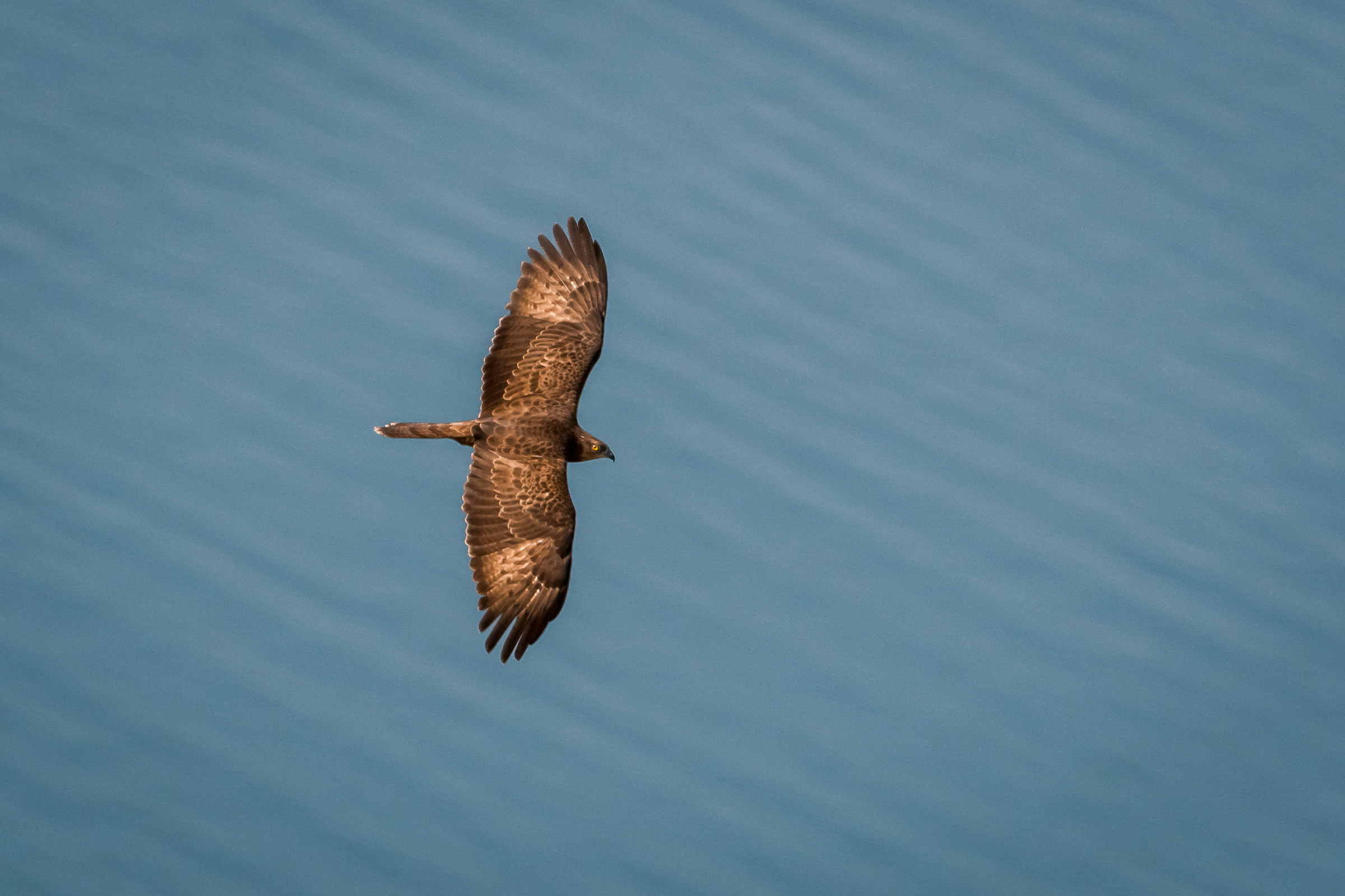 Falco pecchiaiolo sul lago