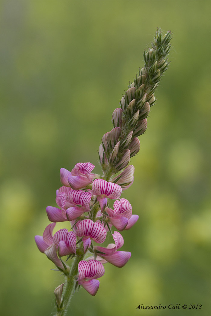 Onobrychis viciifolia (Lupinella) 7606