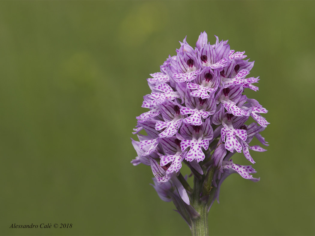Neotinea Tridenta 7707