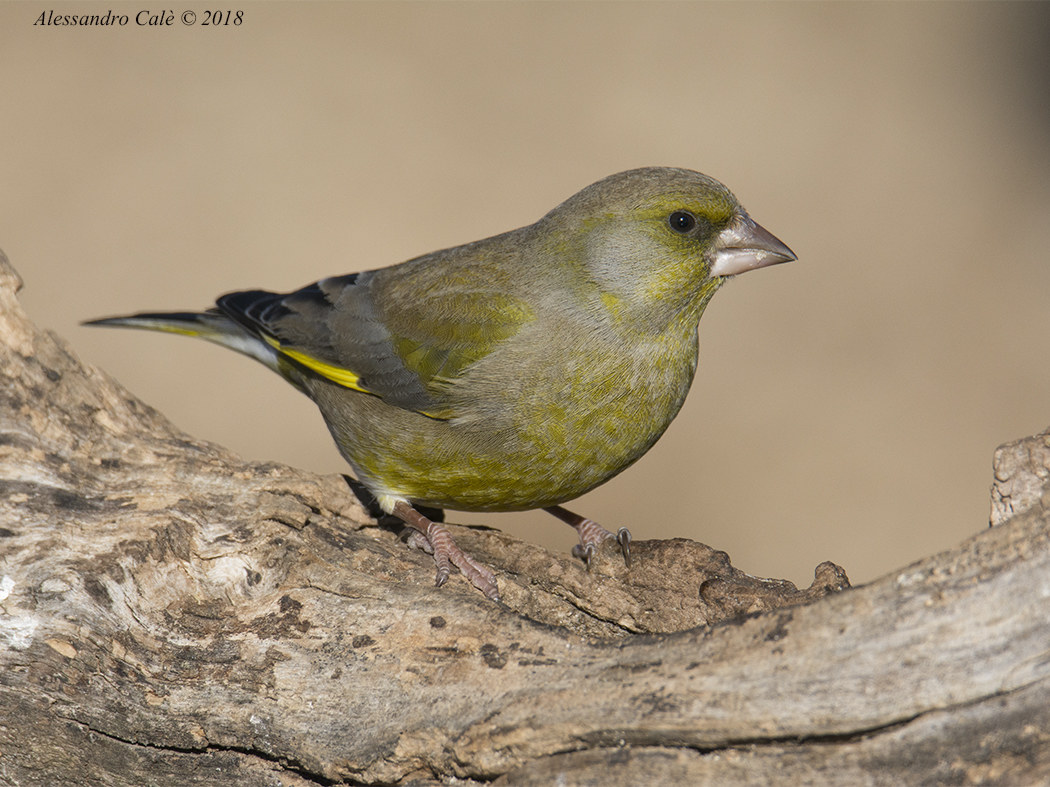 Carduelis chloris (Verdone) 9051