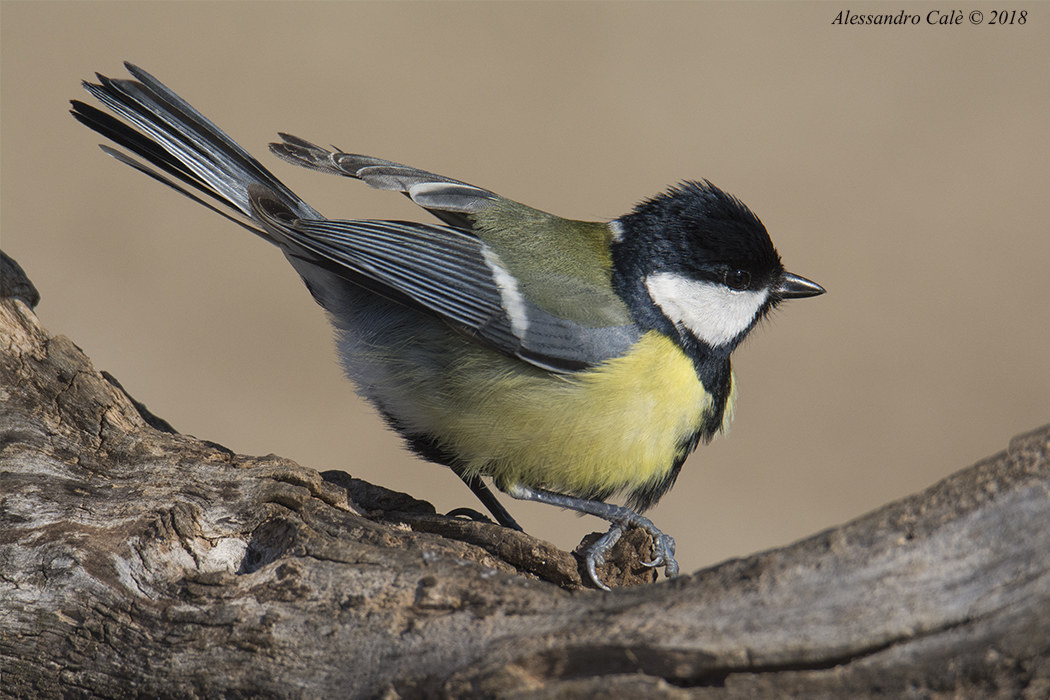 Parus major (Cinciallegra) 0402